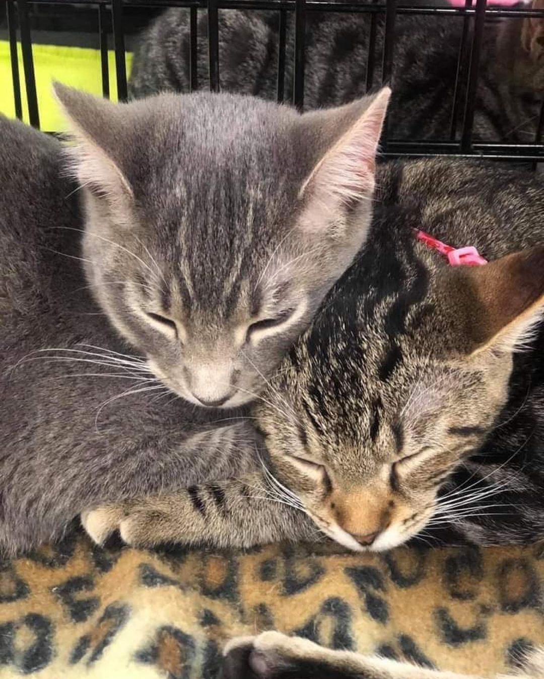 Chilly (striped tabby) and Hank (lighter gray) are available for adoption at the Dawsonville PetSmart. They’ve been foster buddies for almost 5 months now. Even in the habitat, they look out for one another. 

They both had a hard start in life but easily made the transition to spoiled house cats. Chilly loves to cuddle and gets along well with other cats and her canine foster sibling. 

Hank’s a little leary of dogs, and let’s his foster siblings push him around a little. He always eats last and doesn’t protest when a toy is taken from him. He’s still a happy boy though, and entertains his foster family with a tongue blep every day. 

It’s time for Chilly and Hank to begin their lives with their forever families. Could you be the one?  Email adoptions@fcpga.org to meet one (or both) of these beautiful cats. 

<a target='_blank' href='https://www.instagram.com/explore/tags/fcpga/'>#fcpga</a> <a target='_blank' href='https://www.instagram.com/explore/tags/petsmartcharities/'>#petsmartcharities</a> <a target='_blank' href='https://www.instagram.com/explore/tags/adoptdontshop/'>#adoptdontshop</a>