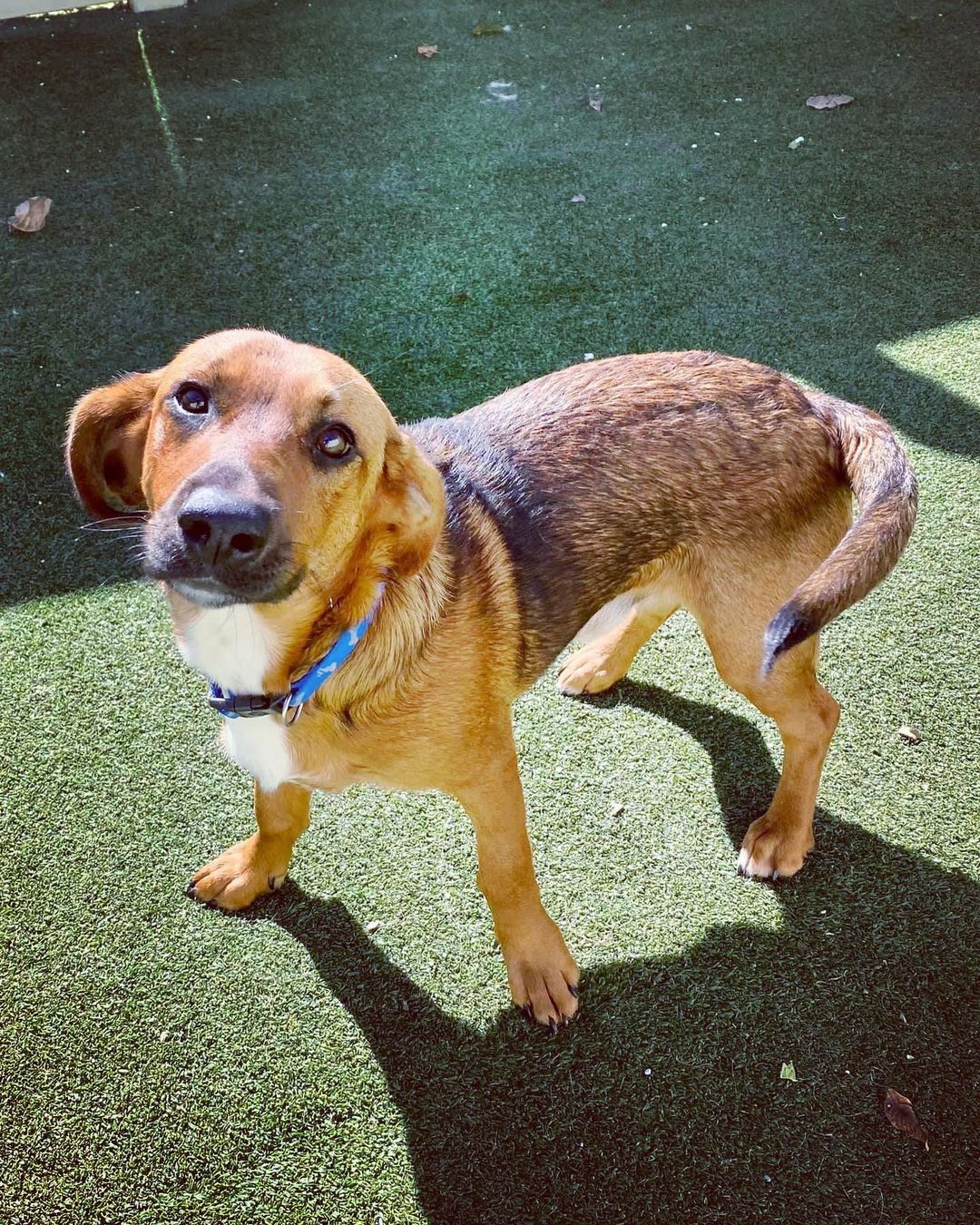 The cuuuutest S H O R T Y you’ll meet .. sweet basset mix Garland! 🤎🖤

This 10 month old little boy came to us from Pocahontas, AR. Garland was living in a home with cats, dogs and people and loved everyone. Let me say that again - he is wonderful with cats, dogs and kids!! He is gentle and loving and has such a good demeanor. He is also potty trained and has great manners. 🤎🖤

Truly, Garland would be perfect for any home! Fill out an app to meet him or foster him today … he’s even cuter (and sweeter) in person. 🤎🖤

<a target='_blank' href='https://www.instagram.com/explore/tags/adoptme/'>#adoptme</a> <a target='_blank' href='https://www.instagram.com/explore/tags/bassetmix/'>#bassetmix</a> <a target='_blank' href='https://www.instagram.com/explore/tags/kidfriendly/'>#kidfriendly</a> <a target='_blank' href='https://www.instagram.com/explore/tags/catfriendly/'>#catfriendly</a> <a target='_blank' href='https://www.instagram.com/explore/tags/rescuedog/'>#rescuedog</a> <a target='_blank' href='https://www.instagram.com/explore/tags/shorty/'>#shorty</a> <a target='_blank' href='https://www.instagram.com/explore/tags/dogsofstl/'>#dogsofstl</a> <a target='_blank' href='https://www.instagram.com/explore/tags/familydog/'>#familydog</a> <a target='_blank' href='https://www.instagram.com/explore/tags/dogsofstlouis/'>#dogsofstlouis</a> <a target='_blank' href='https://www.instagram.com/explore/tags/gentleman/'>#gentleman</a> <a target='_blank' href='https://www.instagram.com/explore/tags/spayandneuter/'>#spayandneuter</a> <a target='_blank' href='https://www.instagram.com/explore/tags/fosteringsaveslives/'>#fosteringsaveslives</a> <a target='_blank' href='https://www.instagram.com/explore/tags/blackandtan/'>#blackandtan</a> <a target='_blank' href='https://www.instagram.com/explore/tags/shelterdog/'>#shelterdog</a> <a target='_blank' href='https://www.instagram.com/explore/tags/baby/'>#baby</a>