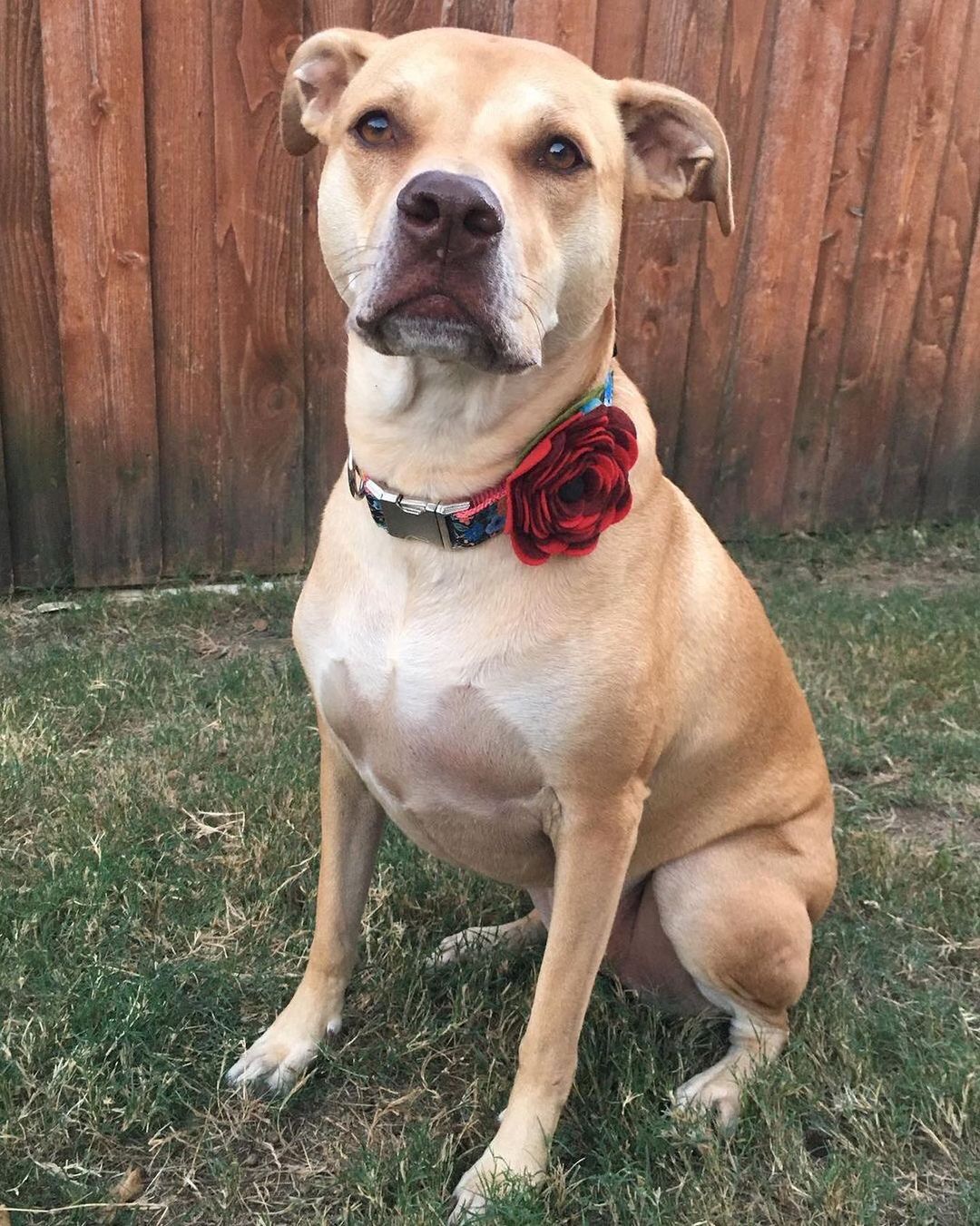 Love this ❤️🐾🎉🐾Happy Pitbull Awareness Day! 🐾🎉🐾

Rosa is our advocate. We don’t know exactly what she is but parents move their small children to other aisles when we are Lowes. 🤷🏻‍♀️

She loves new collars, clothes and pajamas. 

She’s my test dog because she loves all the fosters, big and small, old and young. 

Pitbulls are only as good as their responsible owners. Cheers to everyone who champions this misunderstood breed. ❤️🐾🥂🐾❤️ Posted @withregram • @wagdboutique <a target='_blank' href='https://www.instagram.com/explore/tags/WAGDB/'>#WAGDB</a> <a target='_blank' href='https://www.instagram.com/explore/tags/WAGDBoutique/'>#WAGDBoutique</a> <a target='_blank' href='https://www.instagram.com/explore/tags/PitbullAwarenessDay/'>#PitbullAwarenessDay</a> <a target='_blank' href='https://www.instagram.com/explore/tags/PitbullAwarenessDay2021/'>#PitbullAwarenessDay2021</a> <a target='_blank' href='https://www.instagram.com/explore/tags/PitbullsOfInstagram/'>#PitbullsOfInstagram</a> <a target='_blank' href='https://www.instagram.com/explore/tags/Rosa/'>#Rosa</a> <a target='_blank' href='https://www.instagram.com/explore/tags/OwnedAndOperatedByRescueDogs/'>#OwnedAndOperatedByRescueDogs</a> <a target='_blank' href='https://www.instagram.com/explore/tags/ExperienceMatters/'>#ExperienceMatters</a>