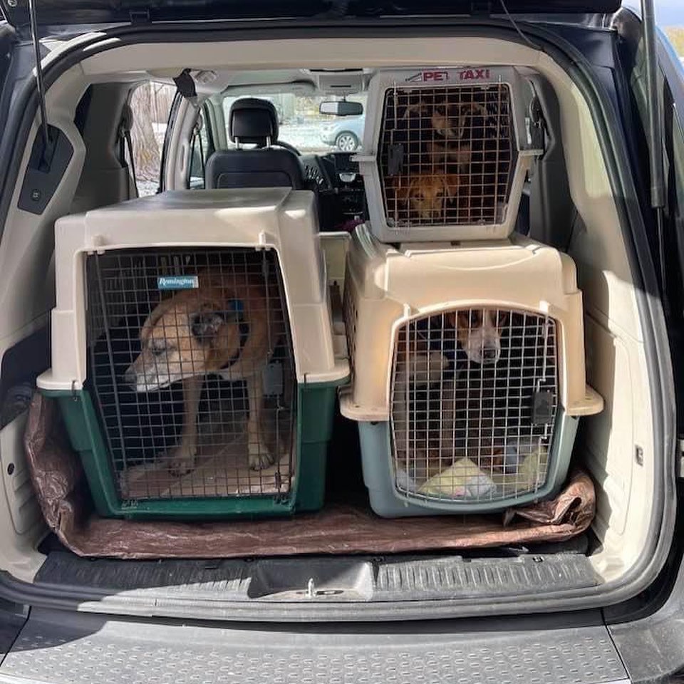 Today’s transport included 8 dogs, 8 puppies, 2 cats, and 2 kittens. All of the dogs had quite the climate shock, but the snow was very exciting to most! ❄️🐶❄️ Thanks to everyone who made this possible: advocates and fosters in Kentucky, our amazing drivers Laurel and Barb, and our fosters here! Can’t wait to see how all these angels blossom!

<a target='_blank' href='https://www.instagram.com/explore/tags/Adoptdontshop/'>#Adoptdontshop</a> <a target='_blank' href='https://www.instagram.com/explore/tags/redemptionroadrescue/'>#redemptionroadrescue</a> <a target='_blank' href='https://www.instagram.com/explore/tags/redemptionroadmn/'>#redemptionroadmn</a> <a target='_blank' href='https://www.instagram.com/explore/tags/kittens/'>#kittens</a> <a target='_blank' href='https://www.instagram.com/explore/tags/kittensofinstagram/'>#kittensofinstagram</a> <a target='_blank' href='https://www.instagram.com/explore/tags/minneapoliskitty/'>#minneapoliskitty</a> <a target='_blank' href='https://www.instagram.com/explore/tags/rescuedismyfavoritebreed/'>#rescuedismyfavoritebreed</a> <a target='_blank' href='https://www.instagram.com/explore/tags/minnesotakittens/'>#minnesotakittens</a> <a target='_blank' href='https://www.instagram.com/explore/tags/rescuekitten/'>#rescuekitten</a> <a target='_blank' href='https://www.instagram.com/explore/tags/adoptedkitten/'>#adoptedkitten</a> <a target='_blank' href='https://www.instagram.com/explore/tags/Adoptdontshop/'>#Adoptdontshop</a> <a target='_blank' href='https://www.instagram.com/explore/tags/redemptionroadrescue/'>#redemptionroadrescue</a> <a target='_blank' href='https://www.instagram.com/explore/tags/redemptionroadmn/'>#redemptionroadmn</a> <a target='_blank' href='https://www.instagram.com/explore/tags/puppies/'>#puppies</a> <a target='_blank' href='https://www.instagram.com/explore/tags/dogsofinstagram/'>#dogsofinstagram</a> <a target='_blank' href='https://www.instagram.com/explore/tags/minneapolisdog/'>#minneapolisdog</a> <a target='_blank' href='https://www.instagram.com/explore/tags/rescuedismyfavoritebreed/'>#rescuedismyfavoritebreed</a> <a target='_blank' href='https://www.instagram.com/explore/tags/minnesotadogs/'>#minnesotadogs</a> <a target='_blank' href='https://www.instagram.com/explore/tags/rescuepup/'>#rescuepup</a> <a target='_blank' href='https://www.instagram.com/explore/tags/adopteddog/'>#adopteddog</a>