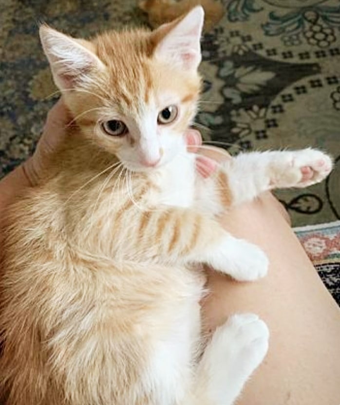 🐈🐱 Did you know we have adoptable kittens and cats inside PETCO at Laveen Village?

Hurry on down to meet Blueberry the ginger kitten (photos 1+2), Boogie Oogie the tabby kitten (photos 3+4), Sally the tabby kitten (photos 5+6), and the pawsome harness trained senior ginger gentleman Nutter Butter (photos 7+8) 😻

Our adoption center is located inside PETCO at 5260 W Baseline Rd in Laveen Village. 

Come fall in love and bring home a new family member in time for the holidays 💖🦃🎄🎅

<a target='_blank' href='https://www.instagram.com/explore/tags/allaboutanimalsrescueaz/'>#allaboutanimalsrescueaz</a> <a target='_blank' href='https://www.instagram.com/explore/tags/savealife/'>#savealife</a> <a target='_blank' href='https://www.instagram.com/explore/tags/compassioninaction/'>#compassioninaction</a> <a target='_blank' href='https://www.instagram.com/explore/tags/adoptdontshop/'>#adoptdontshop</a> <a target='_blank' href='https://www.instagram.com/explore/tags/rescuedismyfavoritebreed/'>#rescuedismyfavoritebreed</a> <a target='_blank' href='https://www.instagram.com/explore/tags/rescuefosteradopt/'>#rescuefosteradopt</a> <a target='_blank' href='https://www.instagram.com/explore/tags/fosteringsaveslives/'>#fosteringsaveslives</a> <a target='_blank' href='https://www.instagram.com/explore/tags/thinkadoptionfirst/'>#thinkadoptionfirst</a> <a target='_blank' href='https://www.instagram.com/explore/tags/lovechangeseverything/'>#lovechangeseverything</a> <a target='_blank' href='https://www.instagram.com/explore/tags/allyouneedislove/'>#allyouneedislove</a> <a target='_blank' href='https://www.instagram.com/explore/tags/mynewbestfriend/'>#mynewbestfriend</a> <a target='_blank' href='https://www.instagram.com/explore/tags/kittylove/'>#kittylove</a> <a target='_blank' href='https://www.instagram.com/explore/tags/gato/'>#gato</a> <a target='_blank' href='https://www.instagram.com/explore/tags/adoptakitten/'>#adoptakitten</a> <a target='_blank' href='https://www.instagram.com/explore/tags/adoptacat/'>#adoptacat</a> <a target='_blank' href='https://www.instagram.com/explore/tags/petcoadoptionevent/'>#petcoadoptionevent</a> 
<a target='_blank' href='https://www.instagram.com/explore/tags/openyourhearttoarescuecat/'>#openyourhearttoarescuecat</a> <a target='_blank' href='https://www.instagram.com/explore/tags/felinetherapy/'>#felinetherapy</a> <a target='_blank' href='https://www.instagram.com/explore/tags/felinefun/'>#felinefun</a> <a target='_blank' href='https://www.instagram.com/explore/tags/playfulkitten/'>#playfulkitten</a> <a target='_blank' href='https://www.instagram.com/explore/tags/cuddlebuddy/'>#cuddlebuddy</a> <a target='_blank' href='https://www.instagram.com/explore/tags/purrbaby/'>#purrbaby</a> <a target='_blank' href='https://www.instagram.com/explore/tags/purrfection/'>#purrfection</a> <a target='_blank' href='https://www.instagram.com/explore/tags/catloaf/'>#catloaf</a> <a target='_blank' href='https://www.instagram.com/explore/tags/tabbycats/'>#tabbycats</a> <a target='_blank' href='https://www.instagram.com/explore/tags/adoptaseniorcat/'>#adoptaseniorcat</a> <a target='_blank' href='https://www.instagram.com/explore/tags/adoptagingerkitten/'>#adoptagingerkitten</a> <a target='_blank' href='https://www.instagram.com/explore/tags/homefortheholidays/'>#homefortheholidays</a> <a target='_blank' href='https://www.instagram.com/explore/tags/snugglebuddy/'>#snugglebuddy</a> <a target='_blank' href='https://www.instagram.com/explore/tags/rescuecatsrock/'>#rescuecatsrock</a>