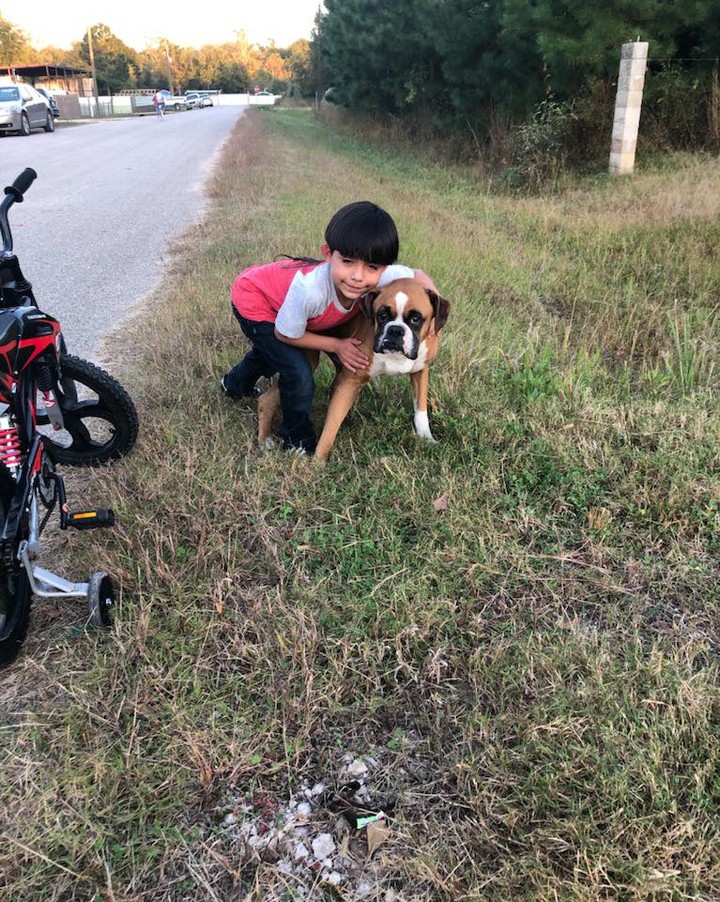 Meet Buddy. Buddy was dumped out of a moving car in rural Texas. Buddy is now a Paws From Afar dog and is safe. He is getting vetted and we will find him his furever home. Please consider donating to help cover his vet costs. 

PayPal @pawsfromafar or Venmo @pawsfromafar 

We all thank you

<a target='_blank' href='https://www.instagram.com/explore/tags/boxer/'>#boxer</a> <a target='_blank' href='https://www.instagram.com/explore/tags/boxersofinstagram/'>#boxersofinstagram</a> <a target='_blank' href='https://www.instagram.com/explore/tags/adoptdontshop/'>#adoptdontshop</a> <a target='_blank' href='https://www.instagram.com/explore/tags/adoptme/'>#adoptme</a>