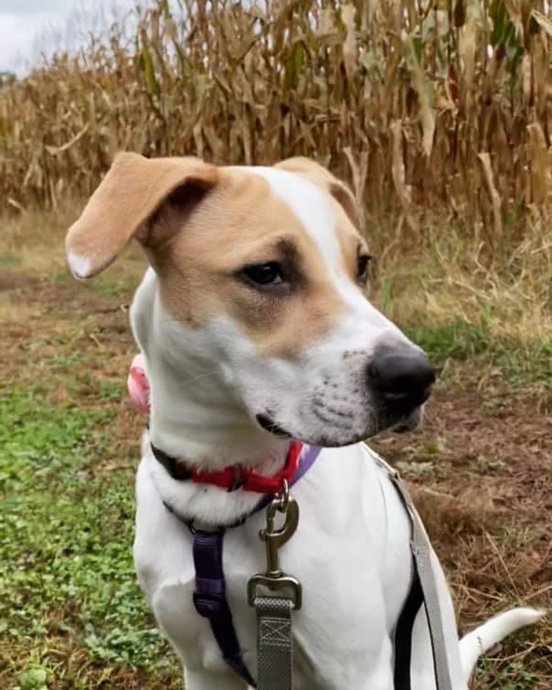 🌟 AVAILABLE 🌟 - mixed breed puppy 

This girl is looking for a new home due to no fault of her own. She is a typical happy bouncy girl looking for a home that has at least one playful/confident dog. Her activity level is moderate. She will happily play or go for a walk, but definitely loves to snuggle on the couch ans relax for a nap. We are guessing she is a staffy, boxer, American bulldog, Labrador, hound type of mix (your guess is as good as ours!). She is 8 months old, weighs about 40lbs, is up to date on vaccines, and spayed. She is doing great with house-training and crate training, but still needs some work. She knows basic commands, but could use a little crash course getting past some common puppy behaviors. She is a little shy at first, but quickly warms up and loves to snuggle on the couch or go out for a walk. No young kids for this girl (she gets a little excited and likely too jumpy/energetic for them). She is a VERY LOVING girl and does great with other dogs. If you believe Phoebe would be a fit for you please use the link below to submit an application! 

Adoption Application:
https://airtable.com/shr305FuyR4v4JWQb

Petfinder link: https://www.petfinder.com/dog/phoebe-fka-holly-50990616/pa/blue-bell/furry-tales-animal-rescue-pa1105/

Website Link: https://furrytalesrescue.wixsite.com/home

** We are based out of Blue Bell, PA. We allow out of state adoptions to NJ, MD, DE, and NY. At this time we do not adopt out to homes who are over 120 miles from our location. We do prioritize more local applications who are a match for the dog/puppy they are applying for.**

.
.
.
.
.
<a target='_blank' href='https://www.instagram.com/explore/tags/mixedbreed/'>#mixedbreed</a> <a target='_blank' href='https://www.instagram.com/explore/tags/adoptme/'>#adoptme</a> <a target='_blank' href='https://www.instagram.com/explore/tags/rescuedog/'>#rescuedog</a> <a target='_blank' href='https://www.instagram.com/explore/tags/rescuesofinstagram/'>#rescuesofinstagram</a> <a target='_blank' href='https://www.instagram.com/explore/tags/holly/'>#holly</a> <a target='_blank' href='https://www.instagram.com/explore/tags/phoebe/'>#phoebe</a> <a target='_blank' href='https://www.instagram.com/explore/tags/puppy/'>#puppy</a> <a target='_blank' href='https://www.instagram.com/explore/tags/puppiesofinstagram/'>#puppiesofinstagram</a> <a target='_blank' href='https://www.instagram.com/explore/tags/staffy/'>#staffy</a> <a target='_blank' href='https://www.instagram.com/explore/tags/staffysofinstagram/'>#staffysofinstagram</a> <a target='_blank' href='https://www.instagram.com/explore/tags/staffygram/'>#staffygram</a> <a target='_blank' href='https://www.instagram.com/explore/tags/staffylove/'>#staffylove</a> <a target='_blank' href='https://www.instagram.com/explore/tags/moderateenergy/'>#moderateenergy</a> <a target='_blank' href='https://www.instagram.com/explore/tags/puppylife/'>#puppylife</a> <a target='_blank' href='https://www.instagram.com/explore/tags/puppytraining/'>#puppytraining</a> <a target='_blank' href='https://www.instagram.com/explore/tags/puppyofinsta/'>#puppyofinsta</a> <a target='_blank' href='https://www.instagram.com/explore/tags/puppyofday/'>#puppyofday</a> <a target='_blank' href='https://www.instagram.com/explore/tags/puppyoftheweek/'>#puppyoftheweek</a> <a target='_blank' href='https://www.instagram.com/explore/tags/puppyofig/'>#puppyofig</a> <a target='_blank' href='https://www.instagram.com/explore/tags/whitedog/'>#whitedog</a> <a target='_blank' href='https://www.instagram.com/explore/tags/whitedogs/'>#whitedogs</a> <a target='_blank' href='https://www.instagram.com/explore/tags/rescue/'>#rescue</a>