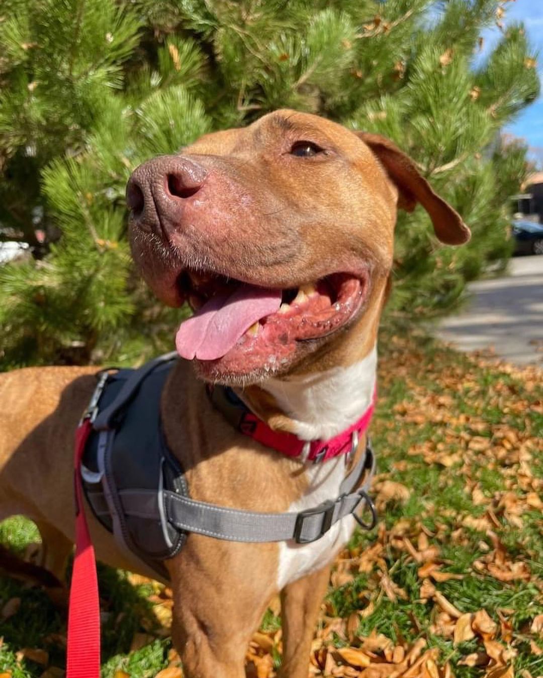 Hi Everyone! ￼We have a lot of new arrivals this morning from Texas ❤️ We are excited to welcome these new animals to Colorado! They will be available to meet TODAY at the Glendale Petsmart at 4300 E. Alameda Ave. from 11 AM to 3 PM. ￼￼
We are looking for FOSTER-TO-ADOPT homes and a few FOSTERS!