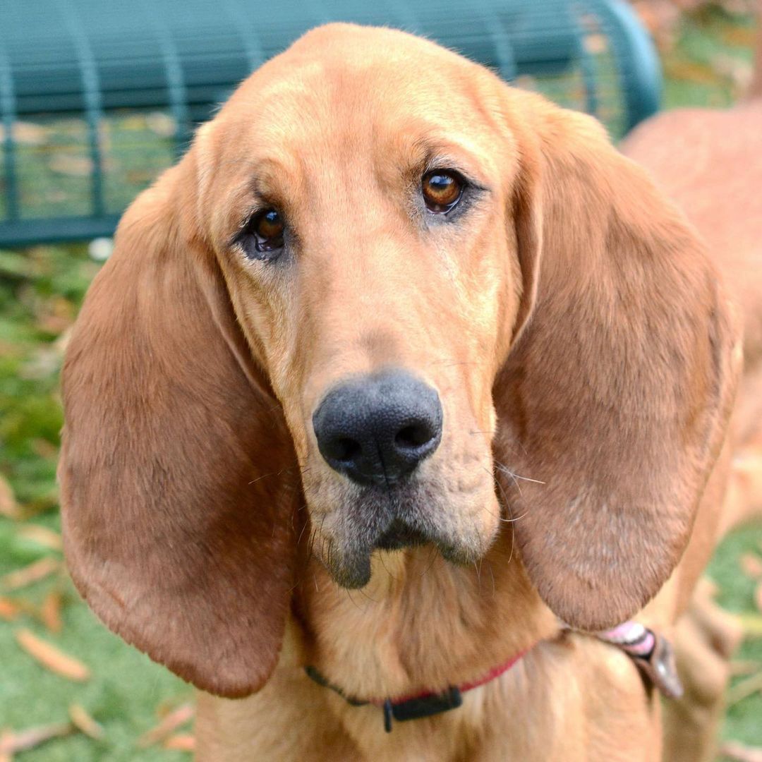 Those EARS. 😍 We just can’t get over them!
 
If you’ve been looking to add a handsome hound to your family, Ribeye might be your guy! He’s full of fun energy and can’t wait to have a large yard of his own to play in. And like most hounds, he loves talking. ❤️
 
You can learn more about Ribeye by clicking the link in our bio. If you’re interested in meeting him, be sure to stop by our Alpharetta location during our open hours this weekend.