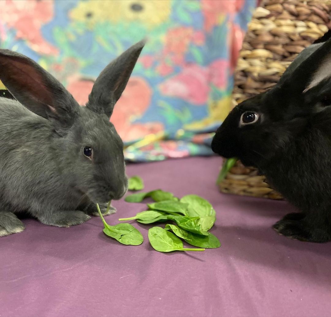 AMICAL DUO CHERCHE COMPAGNIE 🐰🐰

Midnight et Édouard, deux jeunes frères de 6 mois, cherchent une famille qui les adoptera ensemble. Ce duo est vraiment super gentil, très facile d’approche et aime beaucoup les caresses! Les épinards sont, sans contredit, leur collation favorite. Plutôt actifs, les deux lapereaux adorent courir, sauter et jouer dans des tunnels. Ils ont besoin de beaucoup d’espace pour bouger et se dégourdir les pattes! Des enfants attentionnés trouveront en Midnight et Édouard de sympathiques compagnons. Et puis, comment résister à ces deux paires d’oreilles?
Les lapins sont de fascinantes petites bêtes, mais ils sont encore mécompris. Il est donc important d’en savoir un peu plus sur eux avant l’adoption. Cliquez sur le lien « Animal vedette Salut Bonjour » dans notre bio ou visitez spca.com pour les détails.

//
FRIENDLY RABBITS LOOKING FOR A FOREVER HOME

Midnight and Edouard, two 6-month-old brothers, are looking for a family who will adopt them together. An inseparable pair, they are exceptionally friendly and easy to handle, and they love being petted! Their favourite snack? Spinach, for sure. Both are very active and love to hop around and play in tunnels. They need lots of room stretch their legs! Gentle children will find that Midnight and Edward are great companions. Plus, how can you resist these two pairs of ear?
Rabbits are fascinating little creatures, but they are also often misunderstood. It is therefore important to know about rabbits before bringing them home. Click on the link “Animal vedette Salut Bonjour” in our bio o visit spca.com for details.