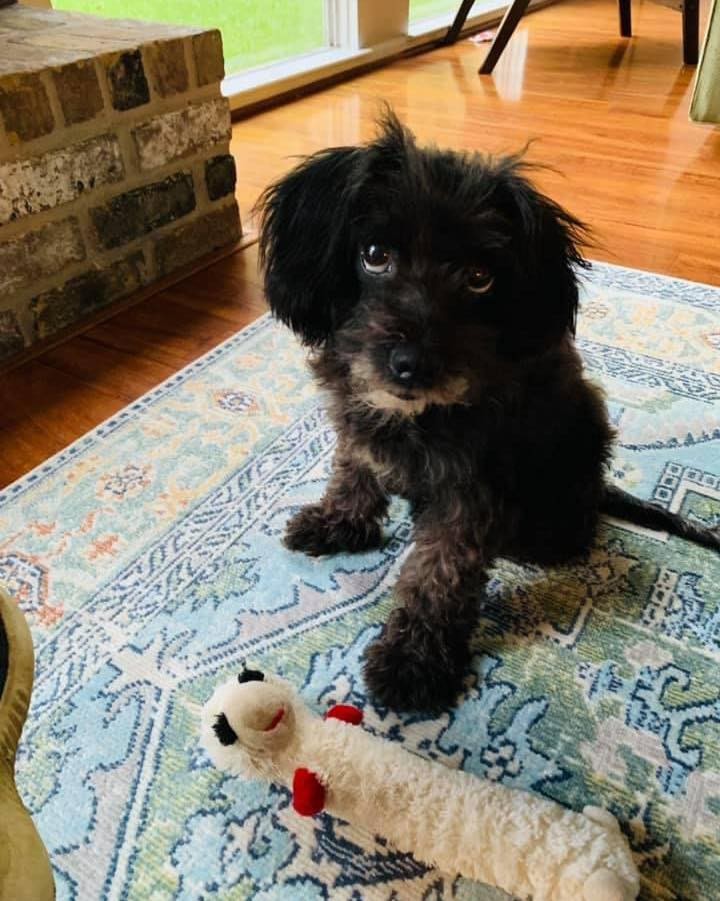 Meet Taffi! My sweetheart of a foster who is basically perfect. I believe she is a poodle/terrier mix and is a petite 13.5lbs. Taffi is housebroken, great with kids, dogs and cats. She loves to snuggle up on a lap or play fetch and has reached expert level on puppy dog eyes. She would make the perfect family member! ❤️

Taffi is available for adoption through Belles Buds Rescue.