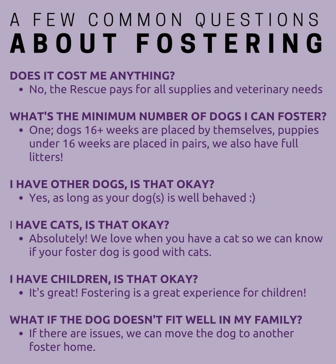 Have you had some questions about fostering that might be holding you back!? 

Check out some of our most frequently asked questions below! Still have other questions🤔, put them in the comments below we would love to answer anything on your mind.

Ready to dive in? Apply here⬇️
https://pathofhoperescue.com/apply-to-foster-dog/

<a target='_blank' href='https://www.instagram.com/explore/tags/fosteringsaveslives/'>#fosteringsaveslives</a> <a target='_blank' href='https://www.instagram.com/explore/tags/spokanewa/'>#spokanewa</a> <a target='_blank' href='https://www.instagram.com/explore/tags/missionpawsible/'>#missionpawsible</a>