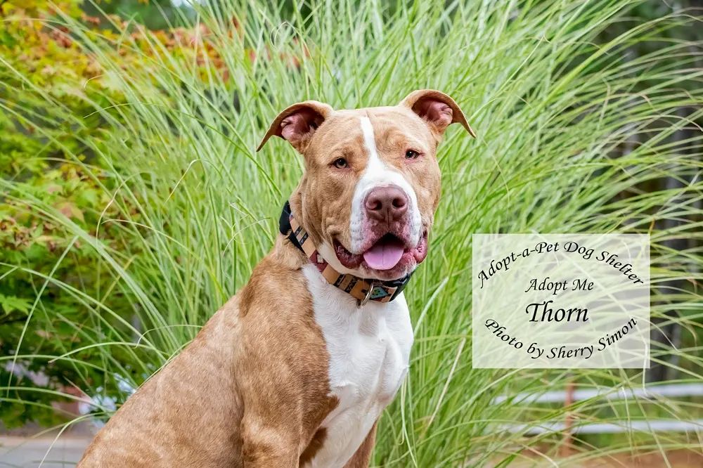 Check out our Dog of the Week!

Meet THORN! He is a 55#, 8-month-old, Pitbull who is available 11/01/2021. Thorn has a beautiful butterscotch brindle coat, amber eyes, and a very melancholy face.

Thorn is a young, strong dog looking for an active family. He wants to please, is learning basic commands, leash manners, and his new family will have to continue his training. Thorn is sitting and waiting to receive his meals, and when he exits his kennel. He likes other dogs and misses playing with his sister ROSE who was recently adopted. Thorn is sweet, loving, rides well in the car, and looks forward to new adventures! 

If you have further questions, emails are the only method of communication at this time. We all care about the health of our 2-legged caregivers and the community at large, so as a precaution we are temporarily suspending our public open hours. We are still taking email inquiries and applications and will be in touch with you as soon as we are able. We appreciate everyone’s understanding during this difficult time! Stay Well! 

KENNEL CONTACT INFORMATION:
Email: adoptapetadoptions@gmail.com
Telephone: (360) 432-3091 Option <a target='_blank' href='https://www.instagram.com/explore/tags/5/'>#5</a>