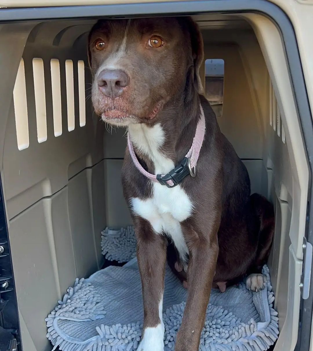 BEAUTIFUL BELLA IS SAFE...
💖💕
She is not only safe, she is with our wonderful foster whom also took in NOVA from Devore... (his neighbor adopted NOVA.)
.
BELLA had been languishing at Devore for a little over a month, and her now foster has had his eye on this precious sweetheart to foster and spoil her.
Last night he gave her a bath and noticed she possibly looked pregnant.
.
According to her shelter paperwork, she is between 7-8 years old, which could put her life in jeopardy if she is in fact pregnant.
BELLA has an emergency vet appointment TODAY at 3:00, and we will update with her bill estimate as well as what her Veterinarian recommends.
.
If you can pledge a donation amount we would truly appreciate it....AND it's 5.00 FRIDAY!
.
We are SO hoping she is not pregnant, especially if this is in fact her true age. 😱
💖
Thank you to all whom networked her...@facesofdevoreandbigbear networker is very grateful to those that are giving the Devore dogs a much needed voice.
.
<a target='_blank' href='https://www.instagram.com/explore/tags/bellavitarescue/'>#bellavitarescue</a> <a target='_blank' href='https://www.instagram.com/explore/tags/devorenomore/'>#devorenomore</a> <a target='_blank' href='https://www.instagram.com/explore/tags/bvrbella/'>#bvrbella</a> <a target='_blank' href='https://www.instagram.com/explore/tags/labradormix/'>#labradormix</a> <a target='_blank' href='https://www.instagram.com/explore/tags/iloveher/'>#iloveher</a> <a target='_blank' href='https://www.instagram.com/explore/tags/ittakesavillage/'>#ittakesavillage</a> <a target='_blank' href='https://www.instagram.com/explore/tags/fosteringsaveslives/'>#fosteringsaveslives</a> <a target='_blank' href='https://www.instagram.com/explore/tags/fosterhero/'>#fosterhero</a> <a target='_blank' href='https://www.instagram.com/explore/tags/homeforthepawlidays/'>#homeforthepawlidays</a> <a target='_blank' href='https://www.instagram.com/explore/tags/spayandneuteryourdogs/'>#spayandneuteryourdogs</a>