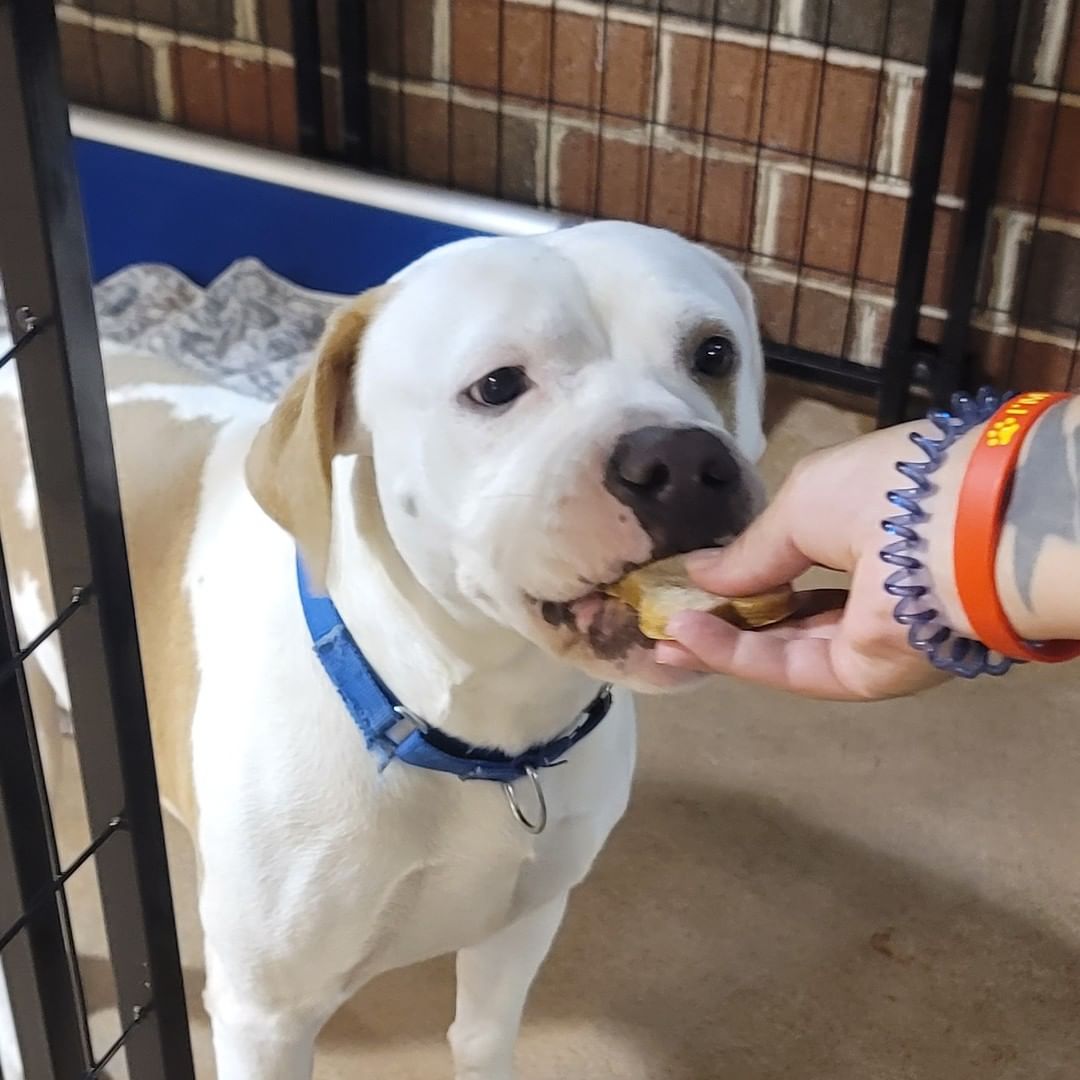 PUPDATE:
The treats from the residents of Truewood by Merrill, Charlotte Center Were a hit!!! 🐾💞 🦴
Thanks again to all the residents who helped make the pup treats.
<a target='_blank' href='https://www.instagram.com/explore/tags/spoiledpups/'>#spoiledpups</a> <a target='_blank' href='https://www.instagram.com/explore/tags/puptreats/'>#puptreats</a> <a target='_blank' href='https://www.instagram.com/explore/tags/awlshelter/'>#awlshelter</a> <a target='_blank' href='https://www.instagram.com/explore/tags/fureverhomesneeded/'>#fureverhomesneeded</a>