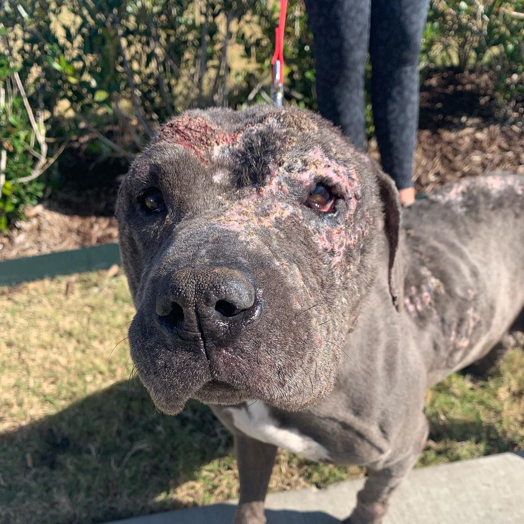 Rescue is hard, especially in rural Oklahoma. 

Please welcome Willow to Zoi’s 

Willow is a very sweet and friendly gal who has clearly not had proper care in a long time. 

She is 15 to 20 pounds underweight, a severe skin infection (no it’s not mange), terribly infected ears, not spayed, and to make everything even better she has a heart murmur. 

If you could help us with Willow’s vet bills we would be extremely grateful. Call Rogers County Pet Hospital directly to make a donation, or  https://www.paypal.com/paypalme/zoisanimalrescue?locale.x=en_US