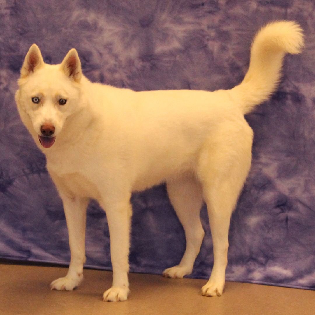 Princess is ready to go home! 

2 year old Husky/Shepherd mix

www.elkharthumanesociety.org/adopt