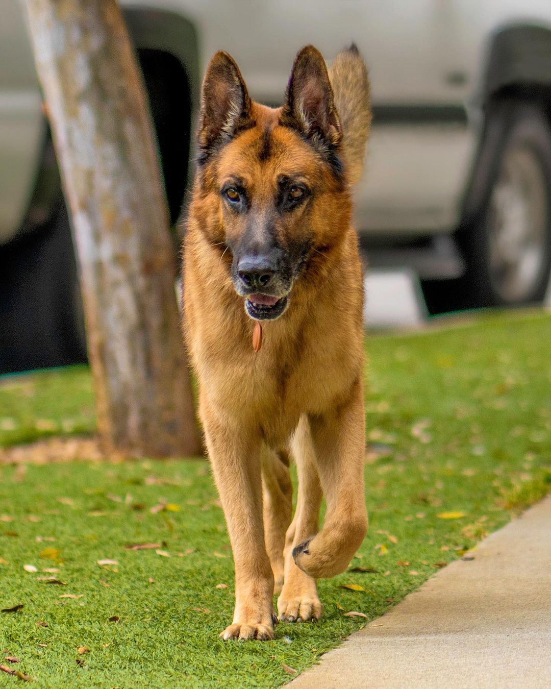 Adopt Legend!!! 🏠 💕✨
・・・
Named after the German Shepherd in the Will Smith film “I am Legend,” this very good boi is truly a star with perfect manners, extreme loyalty, and the most soulful eyes 👀. This 7-year-old boy is 100% house-trained, a perfect balance of mellow at home and excited on walks, and provides more unconditional love than you could ever imagine ❤️. He is healthy and has amazingly clean pearly teeth. Legend walks well on a leash, and enjoys going on a nice walk just as much as being a couch potato at home 🏡. Legend knows sit, stay, and never hesitates to give you his paw to shake. He is friendly towards adults, kids, and strangers alike. In fact, Legend loves meeting and spending time with kids.  If you are looking for a great all-around best pal, look no further than Legend who is patiently awaiting his paw-fect forever home ❣️
・・・
www.adoptapet.com/pet/32754365
(Link in bio)
・・・
<a target='_blank' href='https://www.instagram.com/explore/tags/rescuedogsofinstagram/'>#rescuedogsofinstagram</a> <a target='_blank' href='https://www.instagram.com/explore/tags/forteanimalrescue/'>#forteanimalrescue</a> <a target='_blank' href='https://www.instagram.com/explore/tags/adoptdontshop/'>#adoptdontshop</a> <a target='_blank' href='https://www.instagram.com/explore/tags/rescuedog/'>#rescuedog</a> <a target='_blank' href='https://www.instagram.com/explore/tags/igdogs/'>#igdogs</a> #🐶