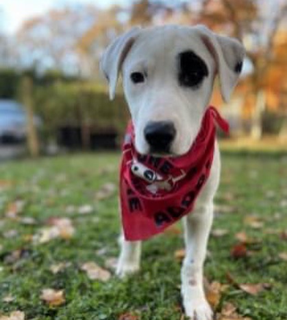 You don't want to miss our in-person adoption event on Saturday, November 13 from noon to 2 p.m. at @friendsoftoto in Pawtucket. Here are some of the pups that will be attending. Let's get these dogs home! <a target='_blank' href='https://www.instagram.com/explore/tags/pleaseshare/'>#pleaseshare</a> <a target='_blank' href='https://www.instagram.com/explore/tags/upforadoption/'>#upforadoption</a> <a target='_blank' href='https://www.instagram.com/explore/tags/adoptionevent/'>#adoptionevent</a> <a target='_blank' href='https://www.instagram.com/explore/tags/saturday/'>#saturday</a> <a target='_blank' href='https://www.instagram.com/explore/tags/local/'>#local</a> <a target='_blank' href='https://www.instagram.com/explore/tags/rhodeisland/'>#rhodeisland</a> <a target='_blank' href='https://www.instagram.com/explore/tags/adoptdontshop/'>#adoptdontshop</a>