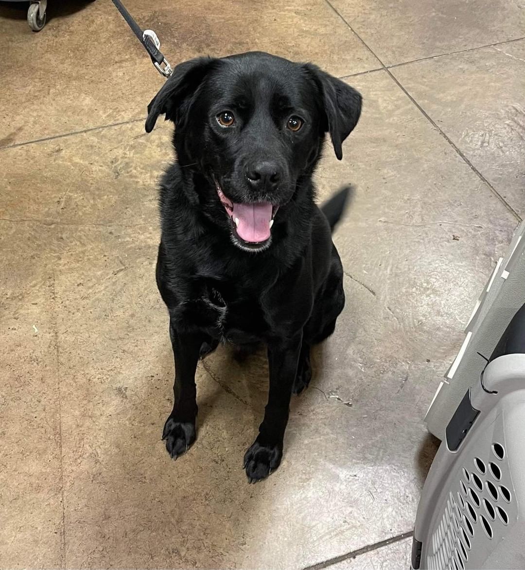 Lab lovers: this gal’s for you! 😍

Ann is a 4 year old, 65lbs, labby mix lady. 🧬 This poor girl found her way to us after being abandoned by her owner. 💔 Naturally, she’s a bit shaken from the sudden change. What she doesn’t know is only good things are in store for her from here on out! ✅ 

In her foster home Ann is doing well with house + crate training, and she knows how to walk on leash. 🐕‍🦺 A bit reserved, she opens up more and more each day, showing her affectionate, cuddly side. 🥰 Based on her personality she could join a home with respectful kids 5+, other calm dogs, or savvy cats. 😼 Ann would love a fenced-in yard, however it is not a requirement. 

Her foster says, 💬 “Ann is the absolute sweetest thing and loves to stay by your side. She has run a bit hot-and-cold with this, sometimes wanting you and other times being wary. The more time passes, the more secure she feels, and the more she wants to cuddle! Patience is key with sweet Ann, but it is all absolutely worth it! Ann would love a home with a yard she can safely run around in. She is at her happiest outside off a leash. Ann has lived in her foster home with three other dogs, all of whom are usually calm. Ann has been nervous with them and is only recently started to open up with them. I think she’d love a playmate in her forever home as she does show signs of wanting to play.”

If you think Ann is the lady you’ve been longing for, head to www.browndogcoalition.com and apply to adopt!

<a target='_blank' href='https://www.instagram.com/explore/tags/labmix/'>#labmix</a> <a target='_blank' href='https://www.instagram.com/explore/tags/labstagram/'>#labstagram</a> <a target='_blank' href='https://www.instagram.com/explore/tags/adoptabledogs/'>#adoptabledogs</a> <a target='_blank' href='https://www.instagram.com/explore/tags/dogsofnewengland/'>#dogsofnewengland</a> <a target='_blank' href='https://www.instagram.com/explore/tags/browndog/'>#browndog</a>