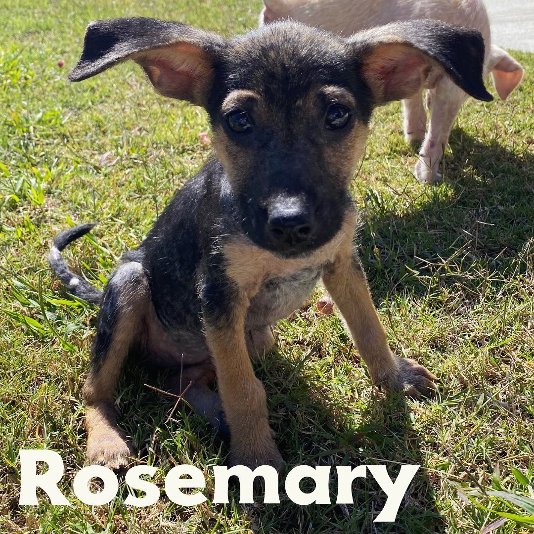 Give us all the cute puppies but make them 🕸SPOOKY🕸. These guys are all treats and no tricks, but we couldn’t pass up a good opportunity for some Halloween naming fun. Our newest litter is a group of 9 week old hound shepherd mixes. We think they’ll be medium sized. They’re super sweet, smart, and are making huge progress on house training. Great with dogs and kids, these pups would fit nicely into just about any home! They’ve still got a little hair growing in from their recovery, but all are happy and healthy! Apply today. Link in bio!