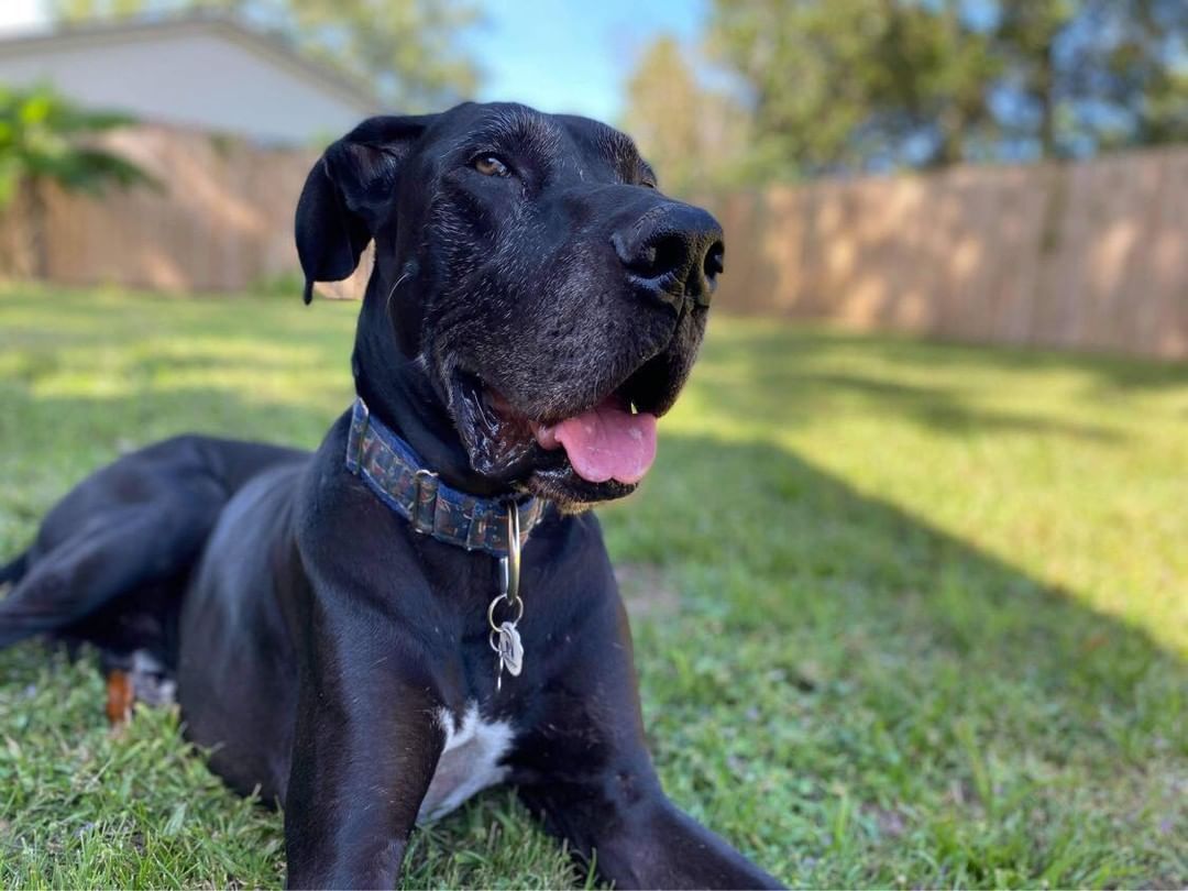 Say hello to Henri! 

We saved this calm, gentle soul out of Taylor County Animal Control - a very small, rural shelter in Perry FL - where he was owner surrendered as a bite case. We do not know the circumstances of the incident, but knew that even though the shelter workers said he was very calm and sweet, he was not allowed to be adopted. It meant if a rescue did not pull him, he would be humanely euthanized. 

We could not let that happen. 

So, please welcome Henri!

Henri is currently in foster care with a couple who have a senior female alumni dane named Hannah, and he and Hannah are currently in competition for who can be the laziest. 

So far, he has been a perfect gentleman. He follows his foster momma everywhere, and would follow her into the shower too if she’d allow him.. lol. Total Creeper.. 

We need to learn about his needs and personality, and let him settle in and decompress (though he doesn’t seem to have any issues so far in that regard…) He is so low key and calm. We are so thankful we saved him. 

Please give Henri a warm welcome! More updates to come!

<a target='_blank' href='https://www.instagram.com/explore/tags/greatdane/'>#greatdane</a> <a target='_blank' href='https://www.instagram.com/explore/tags/greatdanesofinstagram/'>#greatdanesofinstagram</a> <a target='_blank' href='https://www.instagram.com/explore/tags/danesofinstagram/'>#danesofinstagram</a> <a target='_blank' href='https://www.instagram.com/explore/tags/rescuedogsofinstagram/'>#rescuedogsofinstagram</a> <a target='_blank' href='https://www.instagram.com/explore/tags/rescuedog/'>#rescuedog</a> <a target='_blank' href='https://www.instagram.com/explore/tags/rescuedane/'>#rescuedane</a> <a target='_blank' href='https://www.instagram.com/explore/tags/dogsofinstagram/'>#dogsofinstagram</a>