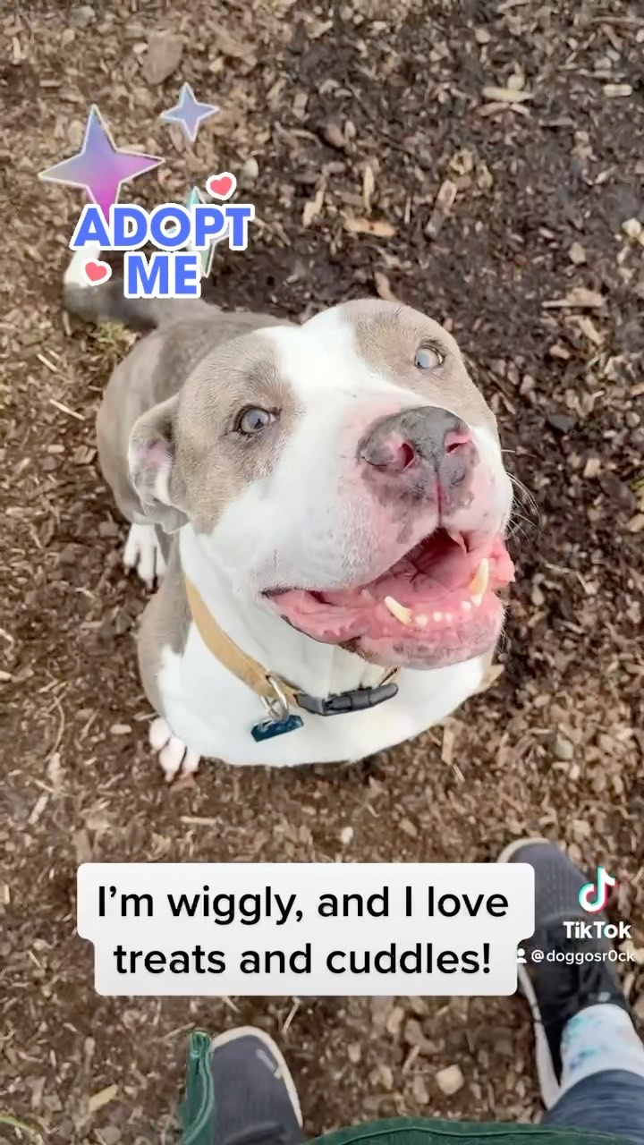 Don’t you want to enjoy Vela’s little waggly tail everyday? Adopt Vela!

Vela is about 7 years old and her foster reports that she is a sweet happy dog who is so easygoing and mellow at home. She enjoys walks and prefers to live in a quieter environment, away from the hustle and bustle of city life. 

Come on by this Saturday during open adoption hours 12-3pm to adopt Vela! Vela’s adoption fees are waived. 

<a target='_blank' href='https://www.instagram.com/explore/tags/adopt/'>#adopt</a> <a target='_blank' href='https://www.instagram.com/explore/tags/adoptashelterdog/'>#adoptashelterdog</a>  <a target='_blank' href='https://www.instagram.com/explore/tags/adoptoakland/'>#adoptoakland</a> <a target='_blank' href='https://www.instagram.com/explore/tags/oaklandandloveit/'>#oaklandandloveit</a> <a target='_blank' href='https://www.instagram.com/explore/tags/adoption/'>#adoption</a> <a target='_blank' href='https://www.instagram.com/explore/tags/rescuedogsarethebest/'>#rescuedogsarethebest</a> <a target='_blank' href='https://www.instagram.com/explore/tags/dogsofthebay/'>#dogsofthebay</a> <a target='_blank' href='https://www.instagram.com/explore/tags/hellabay/'>#hellabay</a> <a target='_blank' href='https://www.instagram.com/explore/tags/dowhatyoucan/'>#dowhatyoucan</a> <a target='_blank' href='https://www.instagram.com/explore/tags/shelterpets/'>#shelterpets</a> <a target='_blank' href='https://www.instagram.com/explore/tags/chooseadoption/'>#chooseadoption</a> <a target='_blank' href='https://www.instagram.com/explore/tags/adoptdontshop/'>#adoptdontshop</a>  <a target='_blank' href='https://www.instagram.com/explore/tags/rescuenation/'>#rescuenation</a> <a target='_blank' href='https://www.instagram.com/explore/tags/pittielove/'>#pittielove</a> <a target='_blank' href='https://www.instagram.com/explore/tags/adoptapitbull/'>#adoptapitbull</a> <a target='_blank' href='https://www.instagram.com/explore/tags/pibblelove/'>#pibblelove</a> <a target='_blank' href='https://www.instagram.com/explore/tags/pibble/'>#pibble</a> <a target='_blank' href='https://www.instagram.com/explore/tags/dogforadoption/'>#dogforadoption</a> <a target='_blank' href='https://www.instagram.com/explore/tags/fosterlove/'>#fosterlove</a> <a target='_blank' href='https://www.instagram.com/explore/tags/oasfoster/'>#oasfoster</a> <a target='_blank' href='https://www.instagram.com/explore/tags/fosteringsaveslives/'>#fosteringsaveslives</a> <a target='_blank' href='https://www.instagram.com/explore/tags/oakland/'>#oakland</a> <a target='_blank' href='https://www.instagram.com/explore/tags/sfbayarea/'>#sfbayarea</a> <a target='_blank' href='https://www.instagram.com/explore/tags/dogsofcalifornia/'>#dogsofcalifornia</a> <a target='_blank' href='https://www.instagram.com/explore/tags/bayareadogs/'>#bayareadogs</a> <a target='_blank' href='https://www.instagram.com/explore/tags/bayareashelter/'>#bayareashelter</a> <a target='_blank' href='https://www.instagram.com/explore/tags/adoptinthebay/'>#adoptinthebay</a> <a target='_blank' href='https://www.instagram.com/explore/tags/eastbay/'>#eastbay</a> <a target='_blank' href='https://www.instagram.com/explore/tags/oaklandca/'>#oaklandca</a> <a target='_blank' href='https://www.instagram.com/explore/tags/oaklandanimalservices/'>#oaklandanimalservices</a>