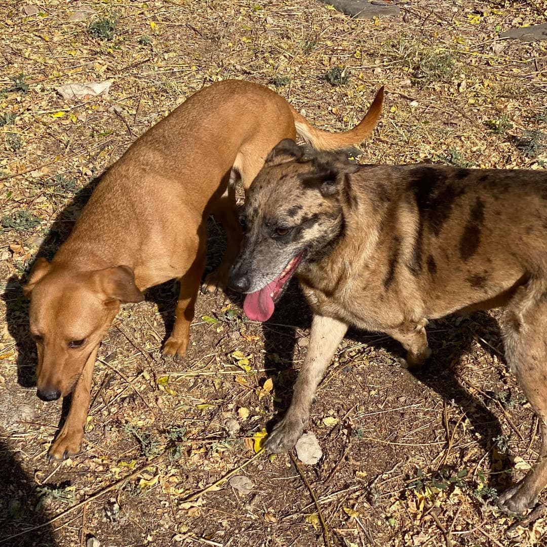 🌹🥀 Everything is rosy posy over here - or it would be is miss Rosie found her forever home!
.
Rosie is a 2 year old Shepherd/Catahoula Mix. She is an absolute love bug and is full of energy, very playful, and full of fun; She loves to run and play and LOVES to be the center of attention. She enjoys the company of both people and other dogs - if you are giving attention to another dog, this sweetie will wiggle her way in for some love too! She’s never shown any signs of aggression and never growls. She is an excited leash walker, but with time and practice she’ll be a breeze to go for walks with! She gets bored easily so we’d recommend avoiding leaving her with stuffed toys or blankets as she’ll chew them! Rosie is exceptionally sweet and an overall pleasure to spend time with - she’s an affectionate and kind girl! We are certain that she would make an excellent addition to any family!
.
Rosie is located at Killeen Kennel in Killeen, Texas.
➡️➡️ To learn more about Rosie and/or submit an application using the link in our bio. ⬅️⬅️
.
Please SHARE this post in order to help Rosie find her forever family!!
.
<a target='_blank' href='https://www.instagram.com/explore/tags/killeen/'>#killeen</a> <a target='_blank' href='https://www.instagram.com/explore/tags/killeentx/'>#killeentx</a> <a target='_blank' href='https://www.instagram.com/explore/tags/killeentexas/'>#killeentexas</a> <a target='_blank' href='https://www.instagram.com/explore/tags/rosie/'>#rosie</a> <a target='_blank' href='https://www.instagram.com/explore/tags/Rosy/'>#Rosy</a> <a target='_blank' href='https://www.instagram.com/explore/tags/dogsarefamily/'>#dogsarefamily</a> <a target='_blank' href='https://www.instagram.com/explore/tags/dogsarethebest/'>#dogsarethebest</a> <a target='_blank' href='https://www.instagram.com/explore/tags/dogsarelife/'>#dogsarelife</a> <a target='_blank' href='https://www.instagram.com/explore/tags/adoptionislove/'>#adoptionislove</a> <a target='_blank' href='https://www.instagram.com/explore/tags/adoptionrocks/'>#adoptionrocks</a> <a target='_blank' href='https://www.instagram.com/explore/tags/adoptionjourney/'>#adoptionjourney</a> <a target='_blank' href='https://www.instagram.com/explore/tags/adoptable/'>#adoptable</a> <a target='_blank' href='https://www.instagram.com/explore/tags/fosteringsaveslives/'>#fosteringsaveslives</a> <a target='_blank' href='https://www.instagram.com/explore/tags/shepherd/'>#shepherd</a> <a target='_blank' href='https://www.instagram.com/explore/tags/shepherdsofinstagram/'>#shepherdsofinstagram</a> <a target='_blank' href='https://www.instagram.com/explore/tags/muttsrule/'>#muttsrule</a> <a target='_blank' href='https://www.instagram.com/explore/tags/petsarefamily/'>#petsarefamily</a> <a target='_blank' href='https://www.instagram.com/explore/tags/pupstagram/'>#pupstagram</a> <a target='_blank' href='https://www.instagram.com/explore/tags/pupslife/'>#pupslife</a> <a target='_blank' href='https://www.instagram.com/explore/tags/doggolove/'>#doggolove</a>