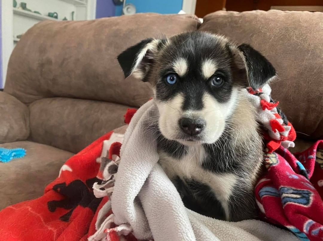 Meet sweet Echo. This sweet puppy has just tested parvo, which can cause severe diarrhea and vomiting. He’s getting fluids and meds to help him get through this, but needs all your thoughts, prayers and healthy vibes to get through this. Consider donating for his care.