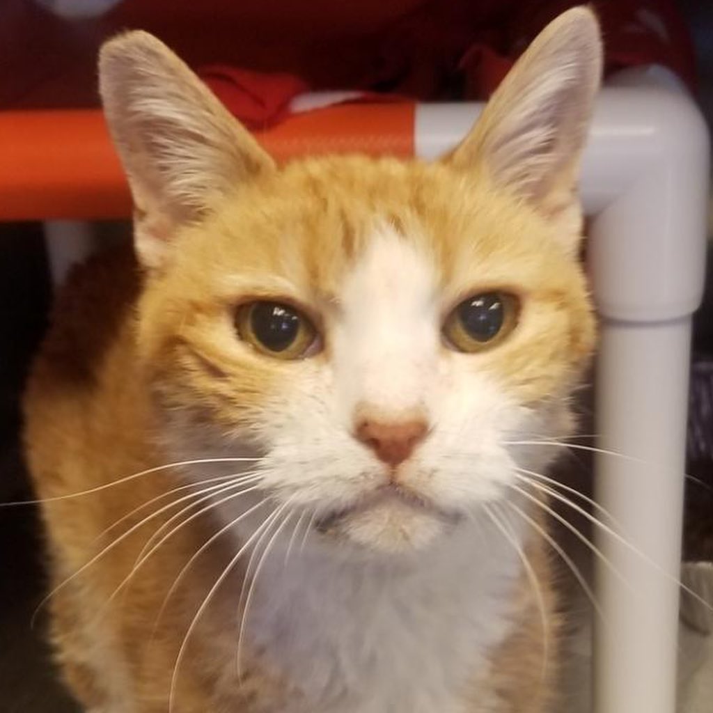 Ruby is the sweetest, loveliest 😻 lady around! She just loves affection and will love-tap you with her forehead all day if you let her. 

This 14-year-old gal is deaf, has hyperthyroidism (treated with an oral medication) and requires a special kidney diet, but this just gives Ruby more character! 🤩 She doesn't have teeth and eats her special diet really well. 

Miss Ruby is a sparkling ✨wonderful, sweet companion who just needs to find a home she can live in comfort and surrounded by love 💞 Could yours be the one?

Learn more about Ruby and connect with our Salt Lake adoption team by
using the link in our bio to reach our Salt Lake adoption page to fill out the adoption survey mentioning Ruby by name, DM us for a link or email utahadoptions@bestfriends.org. 

The Best Friends Lifesaving Center in Salt Lake City does adoptions by appointment and at our center between 12-4pm Sunday and Monday and 12-6pm Tuesday through Saturday. If you are interested in adopting a specific pet, please complete our dog adoption survey or cat adoption survey to provide us information about your lifestyle and what you are looking for in a dog or cat. An adoption specialist will be in touch with you within 48 hours via phone or email to advise next steps. Thank you for your continued support of the animals in Utah. 

<a target='_blank' href='https://www.instagram.com/explore/tags/SaveThemAll/'>#SaveThemAll</a> <a target='_blank' href='https://www.instagram.com/explore/tags/BestFriendsAnimalSociety/'>#BestFriendsAnimalSociety</a> <a target='_blank' href='https://www.instagram.com/explore/tags/adoptdontshop/'>#adoptdontshop</a> <a target='_blank' href='https://www.instagram.com/explore/tags/Utah/'>#Utah</a> <a target='_blank' href='https://www.instagram.com/explore/tags/rescued/'>#rescued</a> <a target='_blank' href='https://www.instagram.com/explore/tags/SLC/'>#SLC</a> <a target='_blank' href='https://www.instagram.com/explore/tags/SaltLakeCity/'>#SaltLakeCity</a> <a target='_blank' href='https://www.instagram.com/explore/tags/BestFriendsUtah/'>#BestFriendsUtah</a> <a target='_blank' href='https://www.instagram.com/explore/tags/NKUT/'>#NKUT</a> <a target='_blank' href='https://www.instagram.com/explore/tags/BestFriendsSLC/'>#BestFriendsSLC</a> <a target='_blank' href='https://www.instagram.com/explore/tags/catadoption/'>#catadoption</a>