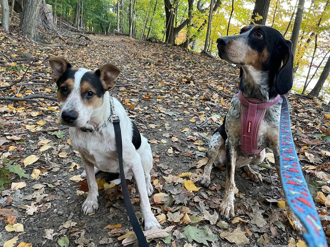 Adoptable Mickey & his foster mama & foster sister on a beautiful hike! 
•
For more information on Mickey please email us info@buddysrescue.com