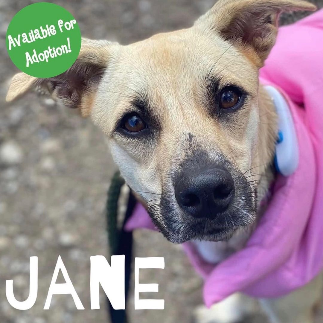 If you think sweet lady Jane is the girl for you, check out her full bio, the adoption process, and application at www.dibsrescue.com
<a target='_blank' href='https://www.instagram.com/explore/tags/dibs/'>#dibs</a> <a target='_blank' href='https://www.instagram.com/explore/tags/dibsdogs/'>#dibsdogs</a> <a target='_blank' href='https://www.instagram.com/explore/tags/dibsrescue/'>#dibsrescue</a> <a target='_blank' href='https://www.instagram.com/explore/tags/dogs/'>#dogs</a> <a target='_blank' href='https://www.instagram.com/explore/tags/rescuedogs/'>#rescuedogs</a> <a target='_blank' href='https://www.instagram.com/explore/tags/rescuedogsofinstagram/'>#rescuedogsofinstagram</a> <a target='_blank' href='https://www.instagram.com/explore/tags/ontario/'>#ontario</a> <a target='_blank' href='https://www.instagram.com/explore/tags/toronto/'>#toronto</a> <a target='_blank' href='https://www.instagram.com/explore/tags/fosterdogs/'>#fosterdogs</a> <a target='_blank' href='https://www.instagram.com/explore/tags/adoptdogs/'>#adoptdogs</a>