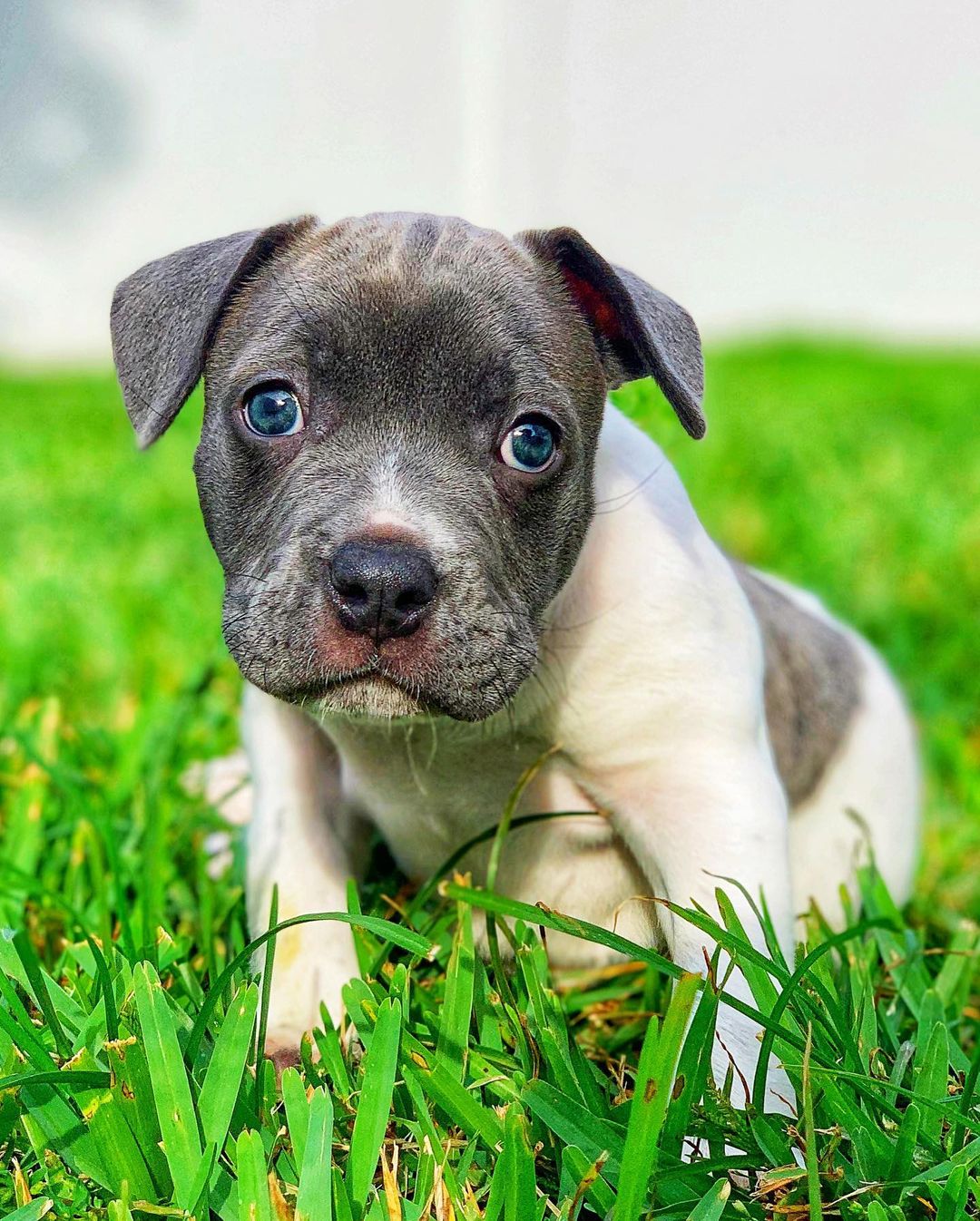 Look at this rolly polly that fell into our laps! This yet-to-be-named (need suggestions!!!) pudgeball is a 6 week old Pit / French Bulldog mix. She was surrendered to a Gainesville vet for being wobbly in her back end, and that vet contacted us for help. She’s going for her first vet visit tomorrow and in a double whammy also going to the rehab vet for a diagnosis rehab plan of attack. She’s with us for now, but we need a CENTRAL FLORIDA FOSTER to step up and foster this girl during the vetting and rehabilitation process until she’s ready for a forever home. We’ll know more about her condition tomorrow, but she can walk somewhat, and she does appear to potty on her own. Fostering for us means that you agree to open your heart and home to this precious pittie. We supply everything… all supplies and food, etc and you just supply the loving. Please let us know if you can foster this girl. We’re also always in need of donations, especially when newbies come in so please give if you’re able either at the link in our bio or on Venmo at LoveyLoaves. Welcome, cutie-pittie-pie!
•
<a target='_blank' href='https://www.instagram.com/explore/tags/loveyloaves/'>#loveyloaves</a> <a target='_blank' href='https://www.instagram.com/explore/tags/pittiepuppy/'>#pittiepuppy</a> <a target='_blank' href='https://www.instagram.com/explore/tags/pitmix/'>#pitmix</a> <a target='_blank' href='https://www.instagram.com/explore/tags/pittielove/'>#pittielove</a> <a target='_blank' href='https://www.instagram.com/explore/tags/pittieloverescue/'>#pittieloverescue</a> <a target='_blank' href='https://www.instagram.com/explore/tags/puppyeyes/'>#puppyeyes</a> <a target='_blank' href='https://www.instagram.com/explore/tags/specialneedsdog/'>#specialneedsdog</a> <a target='_blank' href='https://www.instagram.com/explore/tags/rescuedogsofinstagram/'>#rescuedogsofinstagram</a> <a target='_blank' href='https://www.instagram.com/explore/tags/differentnotdefective/'>#differentnotdefective</a>