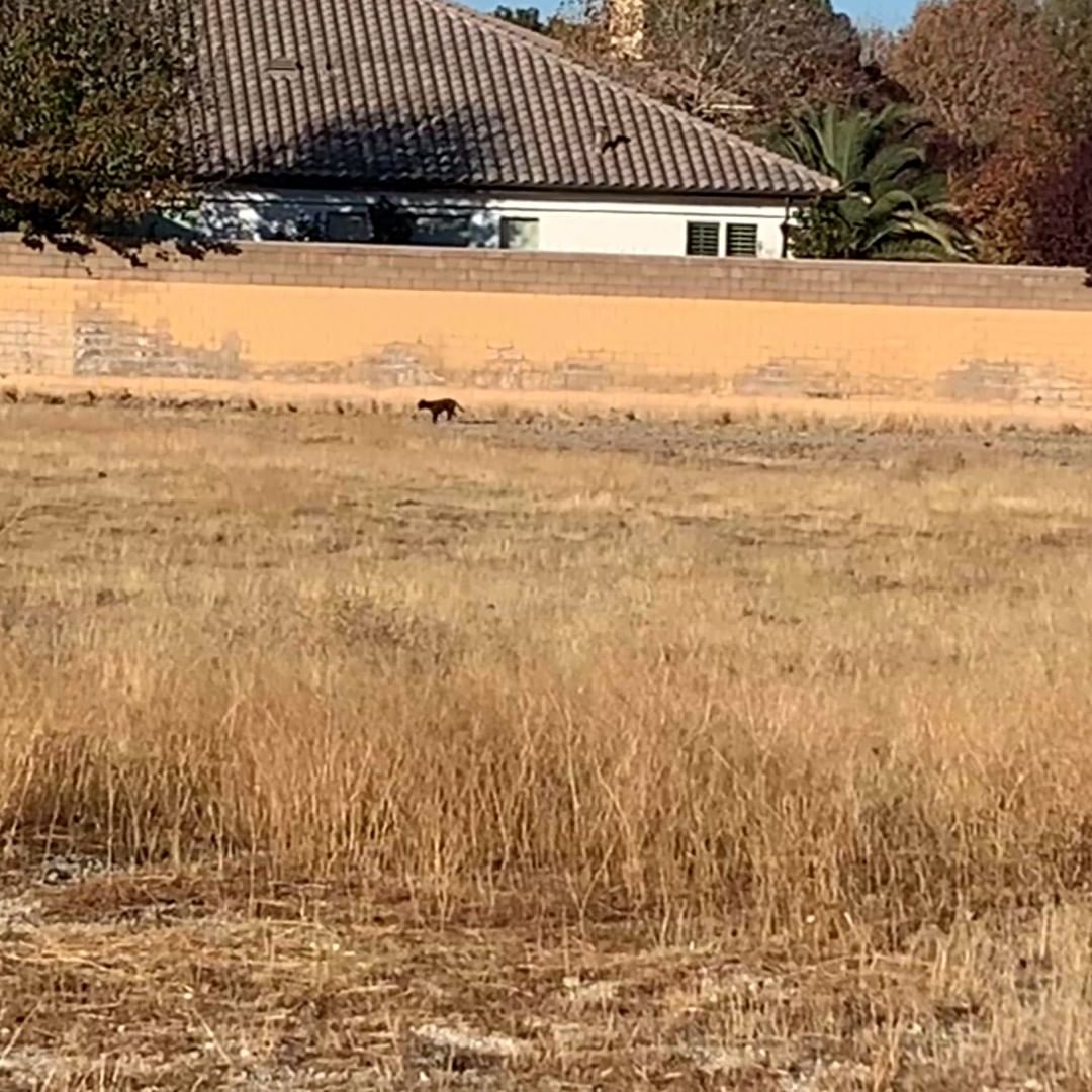 This sweet dog was abandoned and lived in the desert for over a year. 💔The locals left her food and water, but she wouldn't let anyone near her. She spent her days running from anyone who tried to help her. Thankfully, we could rescue her, so she didn't have to spend her nights sleeping outside in the cold. We named this angel, Pepper. 💗Once Pepper knew she was safe and loved, she became the most affectionate and adorable dog. She is adopted, and living her best life!

Please consider donating, fostering, or volunteering. We would love for you to be a part of our Big Love tribe!

Www.bigloveanimalrescue.org

<a target='_blank' href='https://www.instagram.com/explore/tags/rescuedogsofinstagram/'>#rescuedogsofinstagram</a> <a target='_blank' href='https://www.instagram.com/explore/tags/strayanimals/'>#strayanimals</a> <a target='_blank' href='https://www.instagram.com/explore/tags/secondchances/'>#secondchances</a> <a target='_blank' href='https://www.instagram.com/explore/tags/weloverescues/'>#weloverescues</a>