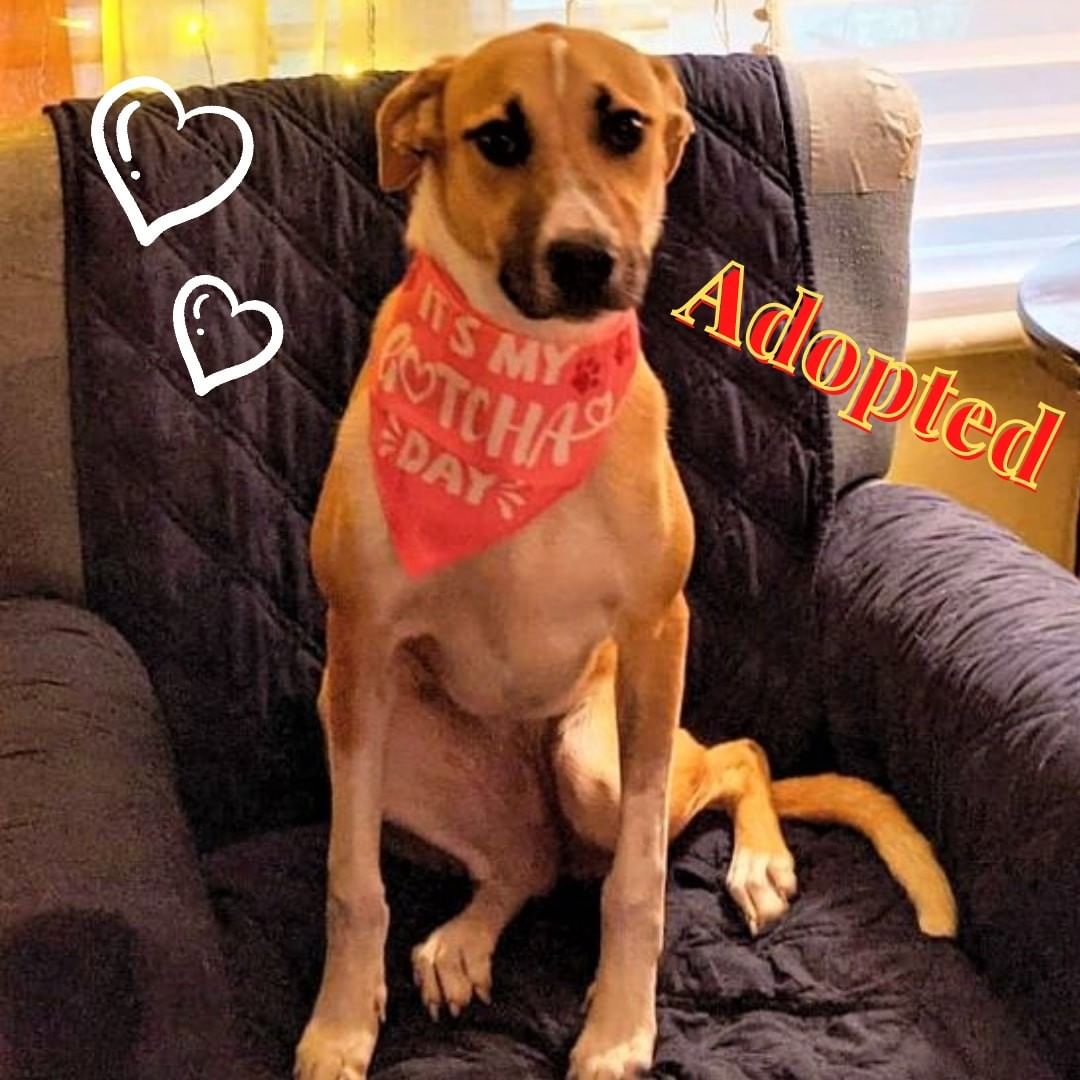 😘Great News!!! ❤️ Lumi has been adopted by her foster family!!!😘
We are all so happy for Lumi and so grateful to Kelley for welcoming Lumi into her home prior to her surgery and nursing her back to health.
Congratulations on your newest member of the family!
<a target='_blank' href='https://www.instagram.com/explore/tags/happyending/'>#happyending</a>❤️ <a target='_blank' href='https://www.instagram.com/explore/tags/fosterdog/'>#fosterdog</a> <a target='_blank' href='https://www.instagram.com/explore/tags/thisisrescue/'>#thisisrescue</a>❤️