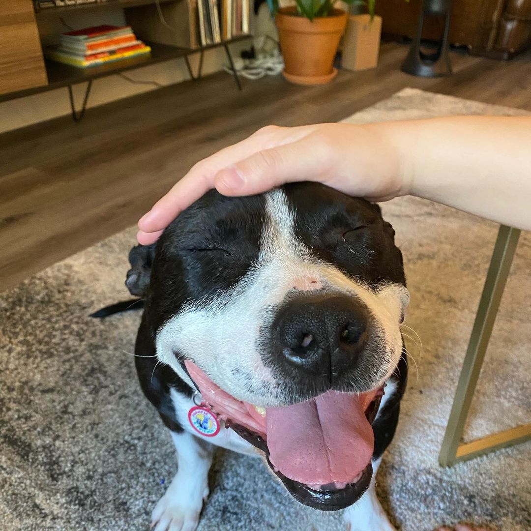 😍 Arabella is all smiles just 3 days out of the shelter! ❤️ Can’t seem to get a photo without her smiling. Sadness no longer exists in her world.

Another family dog available for adoption! . Amazing with all people and dogs. Crate trained, potty trained, spayed, vaccinated, microchipped. I can’t say enough about this dream girl who is about 3 years old and 50 pounds.

She deserves a home for the holidays where she can snuggle up around the fireplace. Please spread the word for Arabella.

She’s mid-level energy and would love to lounge around with you while watching a movie or join you on your outdoor excursions. She can do it all. 

Foster moms @rachelpaigesmit @jordanleecohen 💕💕

Applications are in the link in the bio. <a target='_blank' href='https://www.instagram.com/explore/tags/frankielolaandfriends/'>#frankielolaandfriends</a>