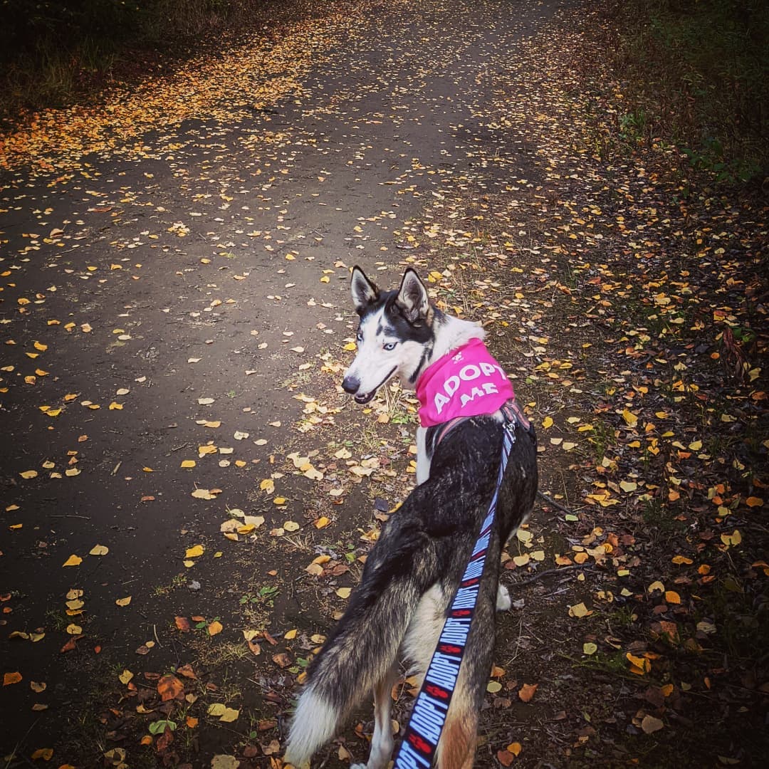 In case you hadn't heard... I have a new running buddy!!! 🙌
This kind is out of the ordinary for me, since I'm allergic! 🤣 I took a leap since she needed a sidekick! 
Nova is looking for someone to adopt her & we're hitting the trails showing off her skills! *Bonus cardio workout too 🤩
Be on the lookout 🧐 for Nova & her snazzy pink bandana!!! 

<a target='_blank' href='https://www.instagram.com/explore/tags/kpalrescue/'>#kpalrescue</a> 
<a target='_blank' href='https://www.instagram.com/explore/tags/adoptme/'>#adoptme</a> 
<a target='_blank' href='https://www.instagram.com/explore/tags/adventurepup/'>#adventurepup</a>