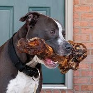 Bones, Bones, Bones...
Are you having any cows butchered?  Know anyone who is?  Know any butchers???
Our dogs are begging for bones, big bones, knuckle bones, the ones they can gnaw on for a long time that won't splinter like the cooked bones... WE NEED RAW, BIG, BONES!!! We're PITTIES and need mental/physical stimulation when nobody is adoring our beautiful faces...
Can you help?  We're hoping to load up a smaller freezer and have a years supply on hand.
Please???
<a target='_blank' href='https://www.instagram.com/explore/tags/bigassbones/'>#bigassbones</a> <a target='_blank' href='https://www.instagram.com/explore/tags/rescuedogsrock/'>#rescuedogsrock</a> <a target='_blank' href='https://www.instagram.com/explore/tags/thepitbullpenpups/'>#thepitbullpenpups</a>