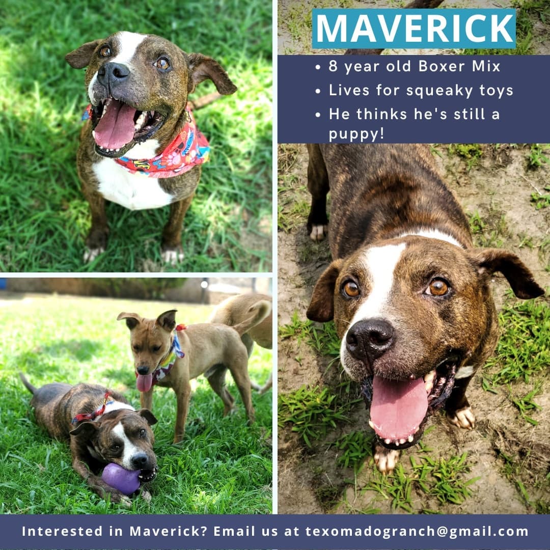 🧡🧡 Who is Maverick, you ask? Why are we so shocked that he STILL hasn't found his forever home, you may wonder? Well, read below to find out -
.
This fun-loving boy is an 8 year old boxer mix. Don’t let that number fool you, he is a high-energy gentleman who LOVES to play. He is a lover of fetch and any type of toy, and, while he does prefer the squeaky ones, is content with everything and anything. Oh yeah, and if he can’t get any more precious, he also has a special blanket which he loves very much. While Maverick will do best in a home without cats and other dogs, he is ready and willing to give all his love and affection to YOU.
.
➡️➡️ If you’re in need of a playmate and/or a cuddle buddy, contact us to schedule a visit or submit an application to adopt/foster through the link in our bio.
.
Please like, share, and tag your friends in order to help us find families for her as well as the rest of our pup family at TDR! 
.
<a target='_blank' href='https://www.instagram.com/explore/tags/texomadogranch/'>#texomadogranch</a> <a target='_blank' href='https://www.instagram.com/explore/tags/maverick/'>#maverick</a> <a target='_blank' href='https://www.instagram.com/explore/tags/texas/'>#texas</a> <a target='_blank' href='https://www.instagram.com/explore/tags/denisontx/'>#denisontx</a> <a target='_blank' href='https://www.instagram.com/explore/tags/denison/'>#denison</a> <a target='_blank' href='https://www.instagram.com/explore/tags/denisontexas/'>#denisontexas</a> <a target='_blank' href='https://www.instagram.com/explore/tags/texasdogs/'>#texasdogs</a> <a target='_blank' href='https://www.instagram.com/explore/tags/dogsoftexas/'>#dogsoftexas</a> <a target='_blank' href='https://www.instagram.com/explore/tags/rescues/'>#rescues</a> <a target='_blank' href='https://www.instagram.com/explore/tags/rescuesofinstagram/'>#rescuesofinstagram</a> <a target='_blank' href='https://www.instagram.com/explore/tags/dogsofinstagram/'>#dogsofinstagram</a> <a target='_blank' href='https://www.instagram.com/explore/tags/dogoftheday/'>#dogoftheday</a> <a target='_blank' href='https://www.instagram.com/explore/tags/bestboy/'>#bestboy</a> <a target='_blank' href='https://www.instagram.com/explore/tags/doggos/'>#doggos</a> <a target='_blank' href='https://www.instagram.com/explore/tags/doggosofinstagram/'>#doggosofinstagram</a> <a target='_blank' href='https://www.instagram.com/explore/tags/adoption/'>#adoption</a> <a target='_blank' href='https://www.instagram.com/explore/tags/adoptionjourney/'>#adoptionjourney</a> <a target='_blank' href='https://www.instagram.com/explore/tags/adoptionrocks/'>#adoptionrocks</a> <a target='_blank' href='https://www.instagram.com/explore/tags/doggosbeingdoggos/'>#doggosbeingdoggos</a> <a target='_blank' href='https://www.instagram.com/explore/tags/teampawsomedogs/'>#teampawsomedogs</a> <a target='_blank' href='https://www.instagram.com/explore/tags/dogloversonly/'>#dogloversonly</a> <a target='_blank' href='https://www.instagram.com/explore/tags/halloween/'>#halloween</a> <a target='_blank' href='https://www.instagram.com/explore/tags/adoptabull/'>#adoptabull</a>