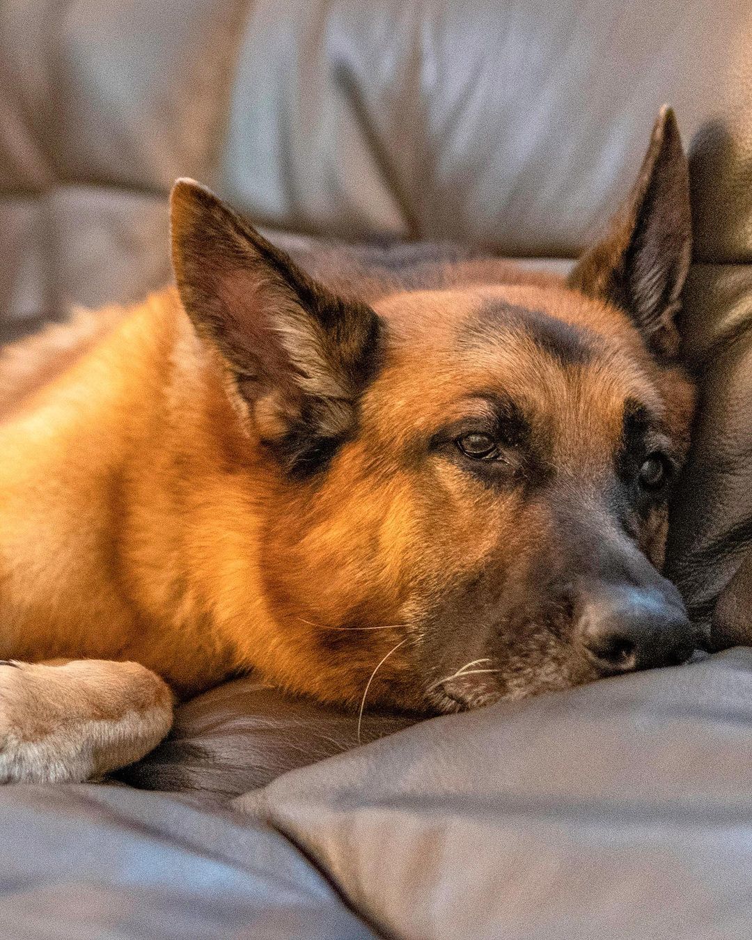 Adopt Legend!!! 🏠 💕✨
・・・
Named after the German Shepherd in the Will Smith film “I am Legend,” this very good boi is truly a star with perfect manners, extreme loyalty, and the most soulful eyes 👀. This 7-year-old boy is 100% house-trained, a perfect balance of mellow at home and excited on walks, and provides more unconditional love than you could ever imagine ❤️. He is healthy and has amazingly clean pearly teeth. Legend walks well on a leash, and enjoys going on a nice walk just as much as being a couch potato at home 🏡. Legend knows sit, stay, and never hesitates to give you his paw to shake. He is friendly towards adults, kids, and strangers alike. In fact, Legend loves meeting and spending time with kids.  If you are looking for a great all-around best pal, look no further than Legend who is patiently awaiting his paw-fect forever home ❣️
・・・
www.adoptapet.com/pet/32754365
(Link in bio)
・・・
<a target='_blank' href='https://www.instagram.com/explore/tags/rescuedogsofinstagram/'>#rescuedogsofinstagram</a> <a target='_blank' href='https://www.instagram.com/explore/tags/forteanimalrescue/'>#forteanimalrescue</a> <a target='_blank' href='https://www.instagram.com/explore/tags/adoptdontshop/'>#adoptdontshop</a> <a target='_blank' href='https://www.instagram.com/explore/tags/rescuedog/'>#rescuedog</a> <a target='_blank' href='https://www.instagram.com/explore/tags/igdogs/'>#igdogs</a> #🐶