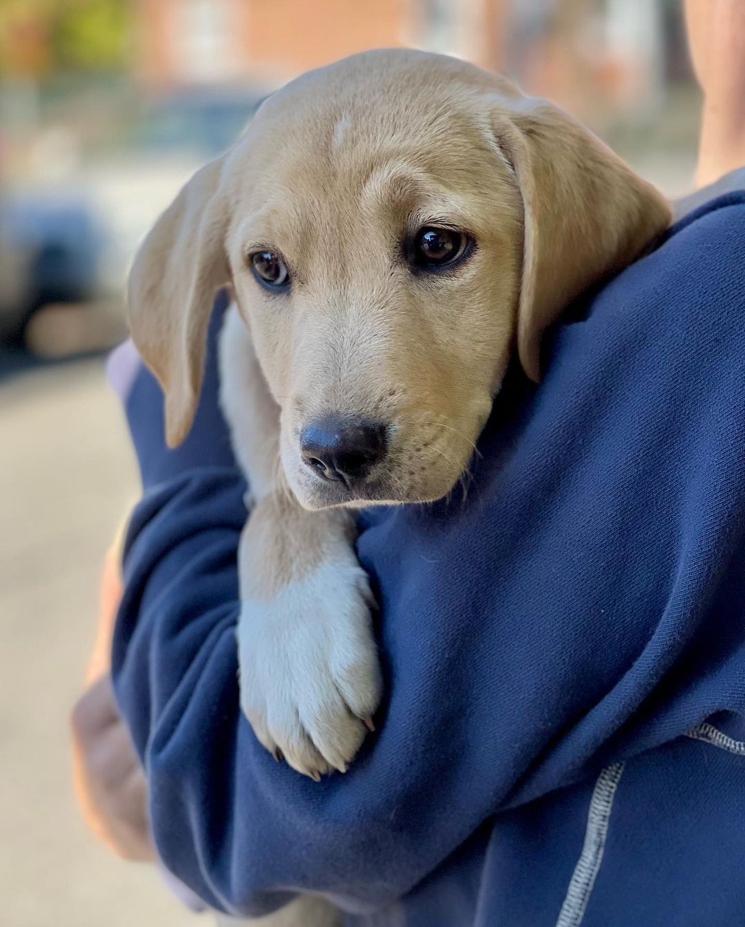 ¡Hola! Ni Hao! Cheerio! Aloha! Bonjour! Ciao! 

Say hello to our “Say Hello!” litter! These pups are still too young to make it to the @pittsburghpetexpo this weekend, but they can’t wait to meet you soon! 😍