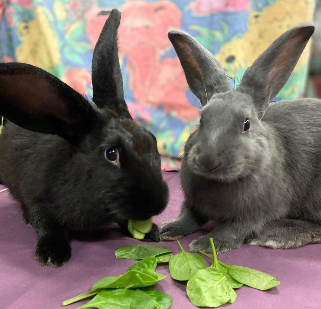 AMICAL DUO CHERCHE COMPAGNIE 🐰🐰

Midnight et Édouard, deux jeunes frères de 6 mois, cherchent une famille qui les adoptera ensemble. Ce duo est vraiment super gentil, très facile d’approche et aime beaucoup les caresses! Les épinards sont, sans contredit, leur collation favorite. Plutôt actifs, les deux lapereaux adorent courir, sauter et jouer dans des tunnels. Ils ont besoin de beaucoup d’espace pour bouger et se dégourdir les pattes! Des enfants attentionnés trouveront en Midnight et Édouard de sympathiques compagnons. Et puis, comment résister à ces deux paires d’oreilles?
Les lapins sont de fascinantes petites bêtes, mais ils sont encore mécompris. Il est donc important d’en savoir un peu plus sur eux avant l’adoption. Cliquez sur le lien « Animal vedette Salut Bonjour » dans notre bio ou visitez spca.com pour les détails.

//
FRIENDLY RABBITS LOOKING FOR A FOREVER HOME

Midnight and Edouard, two 6-month-old brothers, are looking for a family who will adopt them together. An inseparable pair, they are exceptionally friendly and easy to handle, and they love being petted! Their favourite snack? Spinach, for sure. Both are very active and love to hop around and play in tunnels. They need lots of room stretch their legs! Gentle children will find that Midnight and Edward are great companions. Plus, how can you resist these two pairs of ear?
Rabbits are fascinating little creatures, but they are also often misunderstood. It is therefore important to know about rabbits before bringing them home. Click on the link “Animal vedette Salut Bonjour” in our bio o visit spca.com for details.