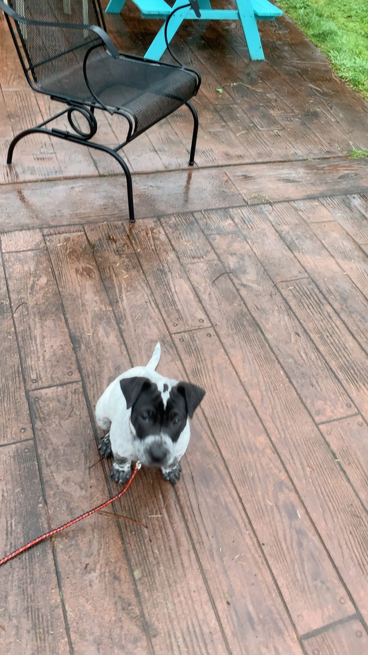 A quick little video showing off Stevie’s fetch skills with a little side distraction of “puppy brain.”🤣 He is a 10 weeks old Heeler mix that is looking for his forever home! Please email adoptions@nwkare.org for more info!