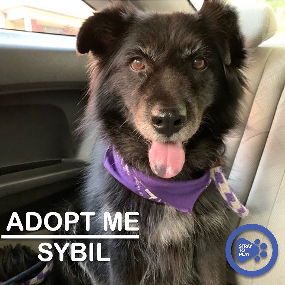 It’s been a tough year for many of us, and Sybil is no exception. 😞

After undergoing heartworm treatment this summer and getting the all clear to come to Canada, we thought her medical woes were behind her. However, when she arrived she was coughing, and x-rays revealed lung and heart abnormalities which the vet believes were secondary to heartworm. Her cough was treated, and Sybil is now microfilariae negative, so it appears the heartworm-related health effects have been managed. 

While getting treated, we learned that Sybil has thyroid carcinoma. Due to her medical history, she is not a good candidate for surgery. Though she is currently clinically stable, it is difficult to know the longer-term prognosis for Sybil. She is looking for a home with someone who can keep her comfortable and shower her with love. 

Sybil is about 7.5 years old and will do well in a range of environments given her sweet nature. However, a quiet home with other people around would be ideal. She needs a calm, compassionate space. Sybil appreciates the simple things: she loves belly rubs, car rides, and going on long walks. 🐕

To find out more about Sybil, or apply to adopt, click the link in our bio to visit our website. 

<a target='_blank' href='https://www.instagram.com/explore/tags/adoptapet/'>#adoptapet</a> <a target='_blank' href='https://www.instagram.com/explore/tags/opttoadopt/'>#opttoadopt</a> <a target='_blank' href='https://www.instagram.com/explore/tags/adoptdontshop/'>#adoptdontshop</a> <a target='_blank' href='https://www.instagram.com/explore/tags/straytoplay/'>#straytoplay</a> <a target='_blank' href='https://www.instagram.com/explore/tags/rescuedog/'>#rescuedog</a> <a target='_blank' href='https://www.instagram.com/explore/tags/torontodogs/'>#torontodogs</a> <a target='_blank' href='https://www.instagram.com/explore/tags/ontariorescuedogs/'>#ontariorescuedogs</a> <a target='_blank' href='https://www.instagram.com/explore/tags/foreverhomeneeded/'>#foreverhomeneeded</a> <a target='_blank' href='https://www.instagram.com/explore/tags/torontodogsforadoption/'>#torontodogsforadoption</a> <a target='_blank' href='https://www.instagram.com/explore/tags/adoptaseniorpetmonth/'>#adoptaseniorpetmonth</a>