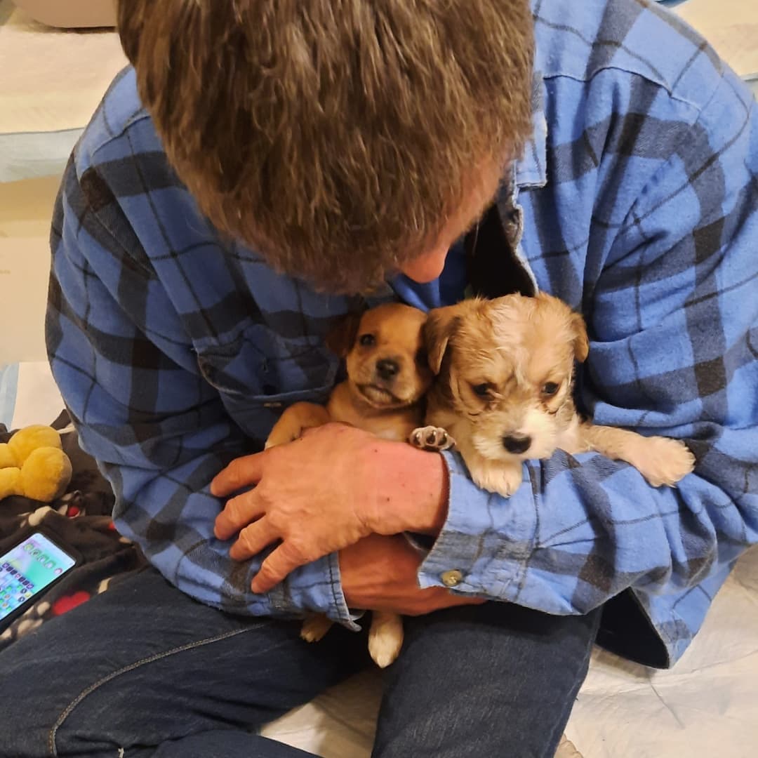 Puppy update 
These two cry a lot for their mommy. They're pretty sweet and uber cute. We're hoping we can get the mom to help them feel more comfortable and then return her spayed so there will be no more 