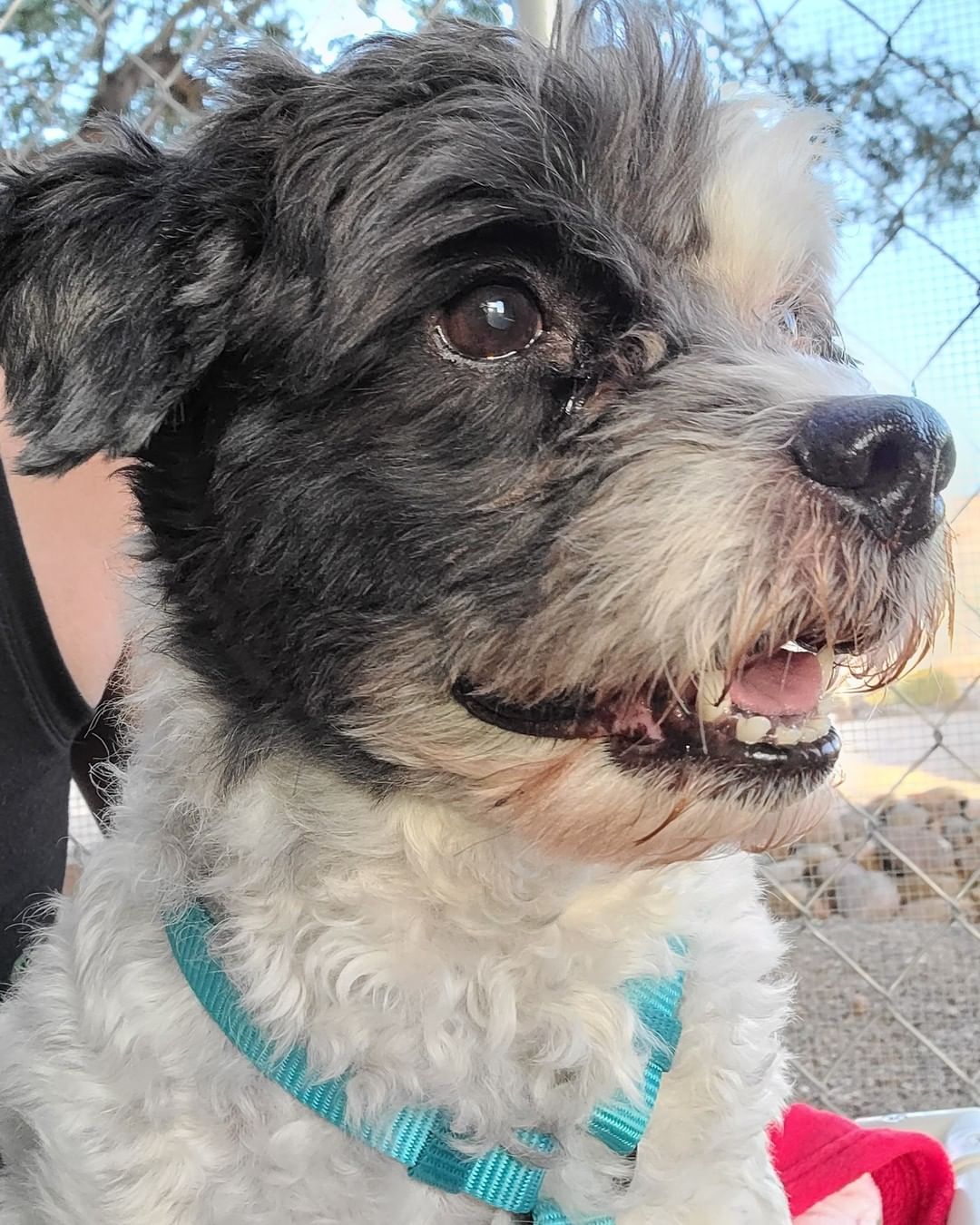 This handsome devil is Pepper. He is a 12 year old Poodle/Shihtzu mix. His story starts off with a husband and wife who got divorced and lost their home. So Pepper was sent to live with the husband's mother while he figured out his next steps in his own life. 

Sadly he found out that his sister's boyfriend, who was also living with the mother and sister, was abusing poor Pepper. The police were called, the man was arrested and Pepper came to live with his Daddy again. This time though there were also cats in the home. Pepper likes to chase cats. Over the last month he had chased off all of the new girlfriends cats. Unfortunately all came back home except for one. We hope now that Pepper is out of the home the last cat will feel safe enough to return. 

With all this being said it was a heartbreaking decision for this family to first give Pepper up, then save him from abuse, to then have to surrender him again because of the cats. I keep reassuring them they did what was best for all involved. And now we've got Peppers back 100%. 

Once we take care of his medical this sweet, smart and very handsome boy will be looking for a cat free home to spend the rest of his life in. 

Until then welcome home Pepper welcome home. You are our Rusty's Angel # 301! He and Manny are already BFF's ❤🐾❤