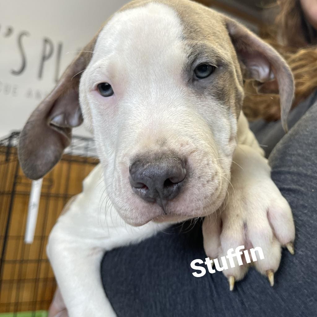 Here's some more puppies for your Friday.
Meet Stuffin, Pumpkin Pie, Brussels, Yammy, Pecan, and Eggnog. Pecan is the only girl out of these adorable 2 month old pittie puppies. They are playful, happy, and affectionate pups but a couple of them are a little shy. We suspect they were yelled at before coming to Jelly's Place so we are working hard to undo any fears and teach them lots of love.
AREN'T THEY CUTE?
They will all be utd on their vaccines,  chipped,  and neutered as part of the adoption process.

These pups are available for adoption here at 
Jelly's Place in San Pablo CA by applying at www.jellysplace.org/forms. Approved applicants are contacted for an appointment.

<a target='_blank' href='https://www.instagram.com/explore/tags/rescuepuppies/'>#rescuepuppies</a> <a target='_blank' href='https://www.instagram.com/explore/tags/pittiepuppies/'>#pittiepuppies</a> <a target='_blank' href='https://www.instagram.com/explore/tags/animalrescue/'>#animalrescue</a> <a target='_blank' href='https://www.instagram.com/explore/tags/rescuelife/'>#rescuelife</a> <a target='_blank' href='https://www.instagram.com/explore/tags/adoptdontshop/'>#adoptdontshop</a> <a target='_blank' href='https://www.instagram.com/explore/tags/adoptarescuedog/'>#adoptarescuedog</a> <a target='_blank' href='https://www.instagram.com/explore/tags/spayorneuteryourpets/'>#spayorneuteryourpets</a> <a target='_blank' href='https://www.instagram.com/explore/tags/jellysplace/'>#jellysplace</a>