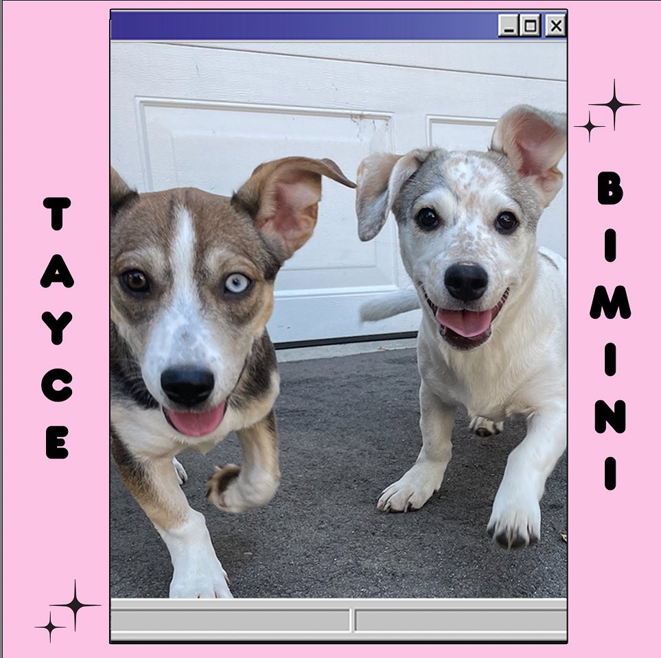 💕HI!! We are BIMINI and TAYCE!!🤍💙
20 weeks - Females - Loving!
We are a siblings, a Bonded Pair, and we are BF4L (best friends 4 life)
We are looking for ONE Forever home, for both of us, TOGETHER!💕
Im Bimini and i’m White with spots;)🐶
and I’m Tayce and I have one blue eye!! 💙
We are named after two world famous UK Drag Queens!!💕
We are spunky, but LOVE to cuddle with each-other, and others!
We are very affectionate! and Loyal! 💕
We were rescued when we were very young, and BIMINI has a mild case of CH.
CH causes my head to wobble just a little! And sometimes I fall onto my chest ;) 
Im kind of goofy:)
I have medical needs, so we are looking for a forever home that could financially support me;)
A home that is familiar with CH animals is a PLUS but not necessary!!
Our favorite song is “Circus” by Britney Spears !! 💕
We are house trained and are good with other cats, dogs and children! And pigs!! 💕
Adoption fee $750 🧡🧡
(All animals adopted will be spayed/neutered, microchipped, and vaccinated) 
🏠Home checks are REQUIRED. (virtual or covid safe-in person).
Please apply to adopt me! or share me with a friend!! 💕
LINK IN BIO TO APPLY FOR ADOPTION!!