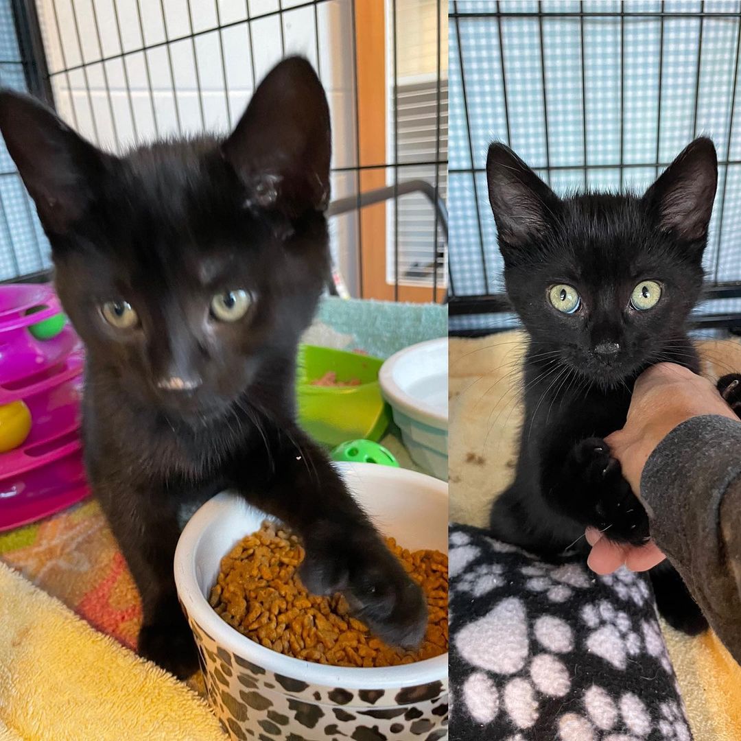 We’re here at Petsmart in Berlin for the last day of their National Adoption Event.  We have Dwight and Pam with us.  They are brother and sister polydactyls who are extremely affectionate and LOVE to play.  Come meet them and view photos of our available dogs and other kitties.  We’ll be here until 3.  <a target='_blank' href='https://www.instagram.com/explore/tags/ocmd/'>#ocmd</a> <a target='_blank' href='https://www.instagram.com/explore/tags/oceancitymaryland/'>#oceancitymaryland</a> <a target='_blank' href='https://www.instagram.com/explore/tags/oceancitymd/'>#oceancitymd</a> <a target='_blank' href='https://www.instagram.com/explore/tags/worcestercountymd/'>#worcestercountymd</a> <a target='_blank' href='https://www.instagram.com/explore/tags/worcestercountyhumanesociety/'>#worcestercountyhumanesociety</a>