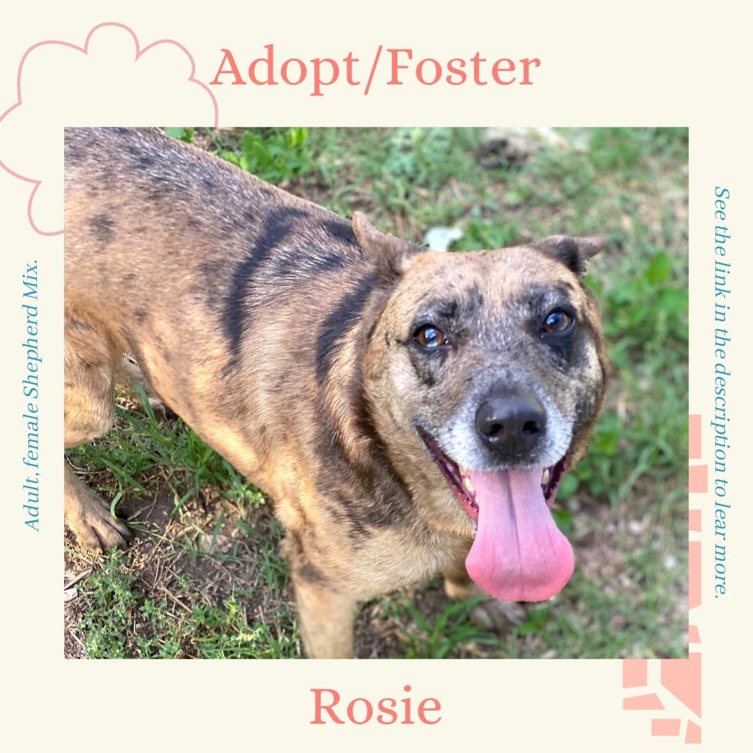 🌹🥀 Everything is rosy posy over here - or it would be is miss Rosie found her forever home!
.
Rosie is a 2 year old Shepherd/Catahoula Mix. She is an absolute love bug and is full of energy, very playful, and full of fun; She loves to run and play and LOVES to be the center of attention. She enjoys the company of both people and other dogs - if you are giving attention to another dog, this sweetie will wiggle her way in for some love too! She’s never shown any signs of aggression and never growls. She is an excited leash walker, but with time and practice she’ll be a breeze to go for walks with! She gets bored easily so we’d recommend avoiding leaving her with stuffed toys or blankets as she’ll chew them! Rosie is exceptionally sweet and an overall pleasure to spend time with - she’s an affectionate and kind girl! We are certain that she would make an excellent addition to any family!
.
Rosie is located at Killeen Kennel in Killeen, Texas.
➡️➡️ To learn more about Rosie and/or submit an application using the link in our bio. ⬅️⬅️
.
Please SHARE this post in order to help Rosie find her forever family!!
.
<a target='_blank' href='https://www.instagram.com/explore/tags/killeen/'>#killeen</a> <a target='_blank' href='https://www.instagram.com/explore/tags/killeentx/'>#killeentx</a> <a target='_blank' href='https://www.instagram.com/explore/tags/killeentexas/'>#killeentexas</a> <a target='_blank' href='https://www.instagram.com/explore/tags/rosie/'>#rosie</a> <a target='_blank' href='https://www.instagram.com/explore/tags/Rosy/'>#Rosy</a> <a target='_blank' href='https://www.instagram.com/explore/tags/dogsarefamily/'>#dogsarefamily</a> <a target='_blank' href='https://www.instagram.com/explore/tags/dogsarethebest/'>#dogsarethebest</a> <a target='_blank' href='https://www.instagram.com/explore/tags/dogsarelife/'>#dogsarelife</a> <a target='_blank' href='https://www.instagram.com/explore/tags/adoptionislove/'>#adoptionislove</a> <a target='_blank' href='https://www.instagram.com/explore/tags/adoptionrocks/'>#adoptionrocks</a> <a target='_blank' href='https://www.instagram.com/explore/tags/adoptionjourney/'>#adoptionjourney</a> <a target='_blank' href='https://www.instagram.com/explore/tags/adoptable/'>#adoptable</a> <a target='_blank' href='https://www.instagram.com/explore/tags/fosteringsaveslives/'>#fosteringsaveslives</a> <a target='_blank' href='https://www.instagram.com/explore/tags/shepherd/'>#shepherd</a> <a target='_blank' href='https://www.instagram.com/explore/tags/shepherdsofinstagram/'>#shepherdsofinstagram</a> <a target='_blank' href='https://www.instagram.com/explore/tags/muttsrule/'>#muttsrule</a> <a target='_blank' href='https://www.instagram.com/explore/tags/petsarefamily/'>#petsarefamily</a> <a target='_blank' href='https://www.instagram.com/explore/tags/pupstagram/'>#pupstagram</a> <a target='_blank' href='https://www.instagram.com/explore/tags/pupslife/'>#pupslife</a> <a target='_blank' href='https://www.instagram.com/explore/tags/doggolove/'>#doggolove</a>