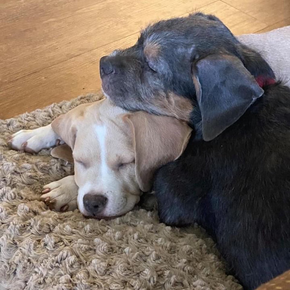 HAPPY TAILS for SALMON & THUNDER! 🥰
Sweat Pea's puppies are leaving the nest!  Salmon and Thunder are two very lucky pups...they got adopted to a pawsome family together!! Reports are that they are settling in nicely!  Have the BEST LIFE little ones...we ❤ you!

.
.
.

<a target='_blank' href='https://www.instagram.com/explore/tags/redcollarrescue/'>#redcollarrescue</a> <a target='_blank' href='https://www.instagram.com/explore/tags/adopt/'>#adopt</a> <a target='_blank' href='https://www.instagram.com/explore/tags/adoptadog/'>#adoptadog</a> <a target='_blank' href='https://www.instagram.com/explore/tags/adoptable/'>#adoptable</a> <a target='_blank' href='https://www.instagram.com/explore/tags/rescued/'>#rescued</a> <a target='_blank' href='https://www.instagram.com/explore/tags/rescuedog/'>#rescuedog</a> <a target='_blank' href='https://www.instagram.com/explore/tags/rescuedogsofinstagram/'>#rescuedogsofinstagram</a> <a target='_blank' href='https://www.instagram.com/explore/tags/rescuepetsofinstagram/'>#rescuepetsofinstagram</a> <a target='_blank' href='https://www.instagram.com/explore/tags/muttsofinstagram/'>#muttsofinstagram</a> <a target='_blank' href='https://www.instagram.com/explore/tags/houston/'>#houston</a> <a target='_blank' href='https://www.instagram.com/explore/tags/adoptabledogshouston/'>#adoptabledogshouston</a> <a target='_blank' href='https://www.instagram.com/explore/tags/adoptadoghouston/'>#adoptadoghouston</a> <a target='_blank' href='https://www.instagram.com/explore/tags/houstonadoptables/'>#houstonadoptables</a> <a target='_blank' href='https://www.instagram.com/explore/tags/adopthouston/'>#adopthouston</a> <a target='_blank' href='https://www.instagram.com/explore/tags/houstondogadoptions/'>#houstondogadoptions</a> <a target='_blank' href='https://www.instagram.com/explore/tags/adoptdontshop/'>#adoptdontshop</a> <a target='_blank' href='https://www.instagram.com/explore/tags/puppies/'>#puppies</a> <a target='_blank' href='https://www.instagram.com/explore/tags/rescuepuppies/'>#rescuepuppies</a> <a target='_blank' href='https://www.instagram.com/explore/tags/puppytime/'>#puppytime</a> <a target='_blank' href='https://www.instagram.com/explore/tags/happytail/'>#happytail</a>