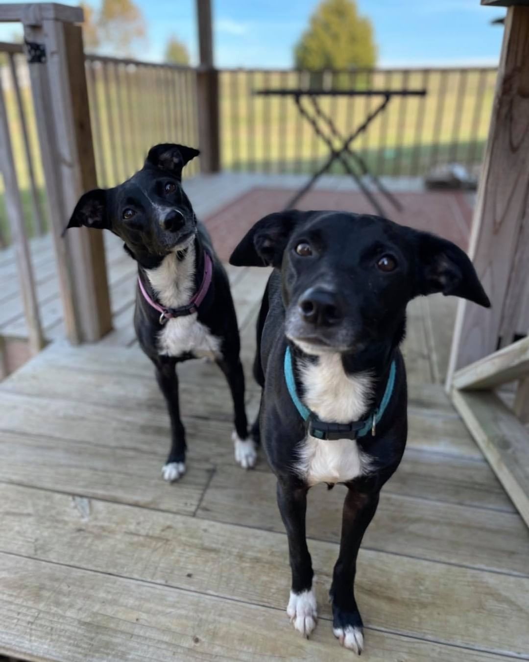 Daily Double, anyone? 🤩

Sally and Lilly, a pair of bonded sisters, are 5 years old, 27lbs a piece, and resemble Lab mixes. 🧬 These sweet girls found themselves in need of a new home after their elderly owner could no longer care for them. 💔 Now, they’re searching for a home together! 👯‍♀️ Both girls are house trained and know how to walk on leash, but aren’t used to being crated. Sweet and social, they’re appropriate for a home with kids 5+, other dogs, and/or savvy cats. 😻

Their foster says, 💬 “They love each other. They're always together. They like playing with tennis balls and chasing each other around the yard. They seem to be well trained in that they won't walk in front of you down stairs. They always seem to wait for a verbal cue to come through or down. Sally seems to like all treats and Lilly is a little hesitant. They're two very special girls and I'm so glad they will be together!