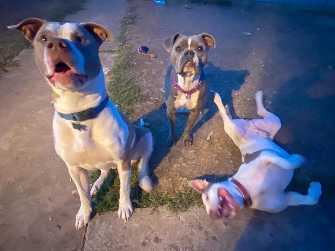 MISSOULA MT📍
MPP dogs are in need of some volunteers that would love to give a break to some of our pups in boarding! 
We have some higher energy pups that could really benefit from an out and about! Why hike or run alone when you can take a rescue dog? 
Kennel environments can be very stressful and these pups are in need of some fun! 
Message us if interested. ❤️

Ramsey, Athena & Gunner from left to right. All adoptable and all in boarding in the Missoula area. 🐾 
<a target='_blank' href='https://www.instagram.com/explore/tags/missoulamt/'>#missoulamt</a>