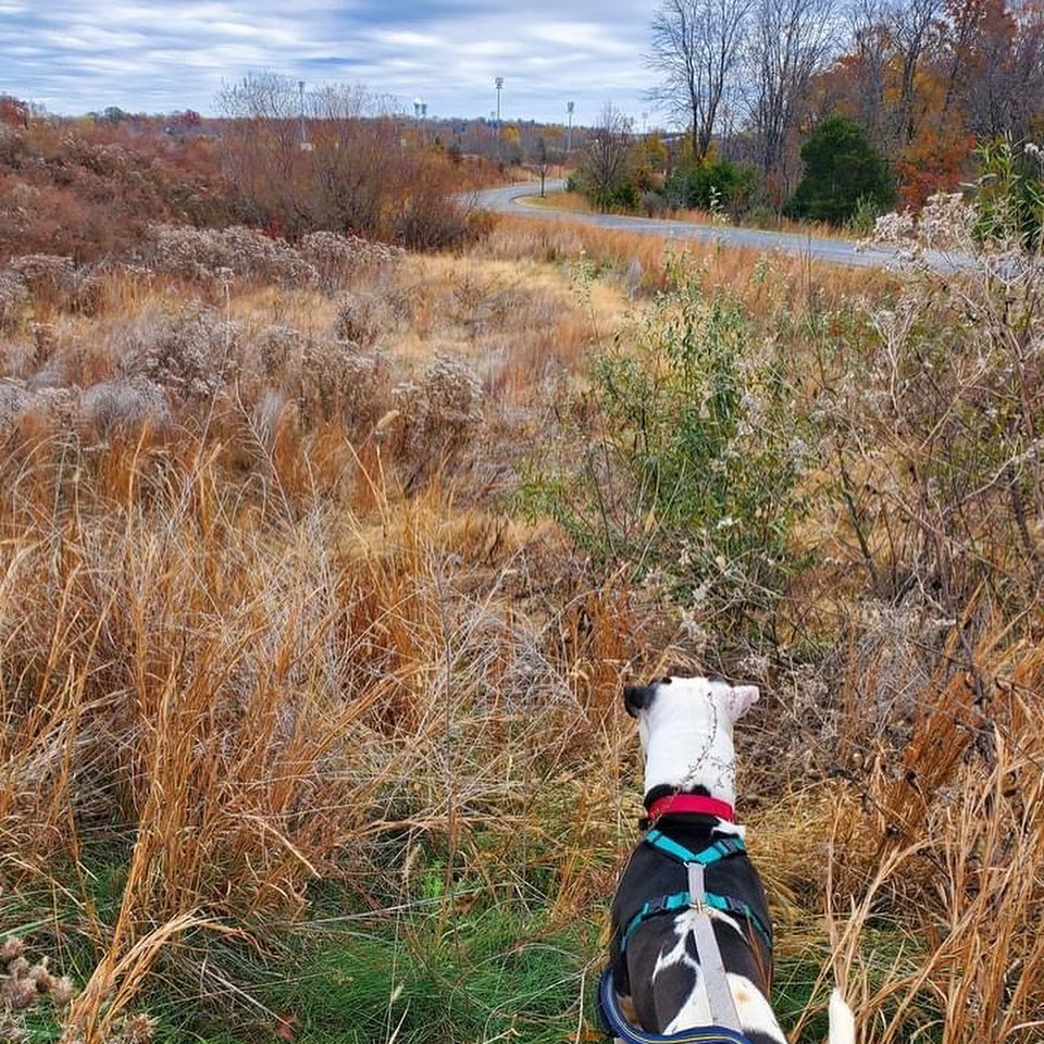 Tony got to spend today exploring a local park with one of our volunteers! He loved getting out into the sunshine and exploring the trails. Our volunteer reports that once he got going, he was totally in his groove! We think Tony would make an excellent hiking buddy - he loves it! Tony also discovered the joys of rolling in the grass with a toy in his mouth - what fun! Apparently, Tony also carried a toy in his mouth for the majority of his walk, such a silly boy. 

If you're looking for a part-silly goober, part-adventure pup, come meet Tony today! We are open for adoptions from 11am-6pm, Monday - Sunday. Learn more on our website, link in bio!
<a target='_blank' href='https://www.instagram.com/explore/tags/adopt/'>#adopt</a> <a target='_blank' href='https://www.instagram.com/explore/tags/shelterpets/'>#shelterpets</a> <a target='_blank' href='https://www.instagram.com/explore/tags/loudouncounty/'>#loudouncounty</a> <a target='_blank' href='https://www.instagram.com/explore/tags/loudouncountyva/'>#loudouncountyva</a> <a target='_blank' href='https://www.instagram.com/explore/tags/loudounlovesanimals/'>#loudounlovesanimals</a>